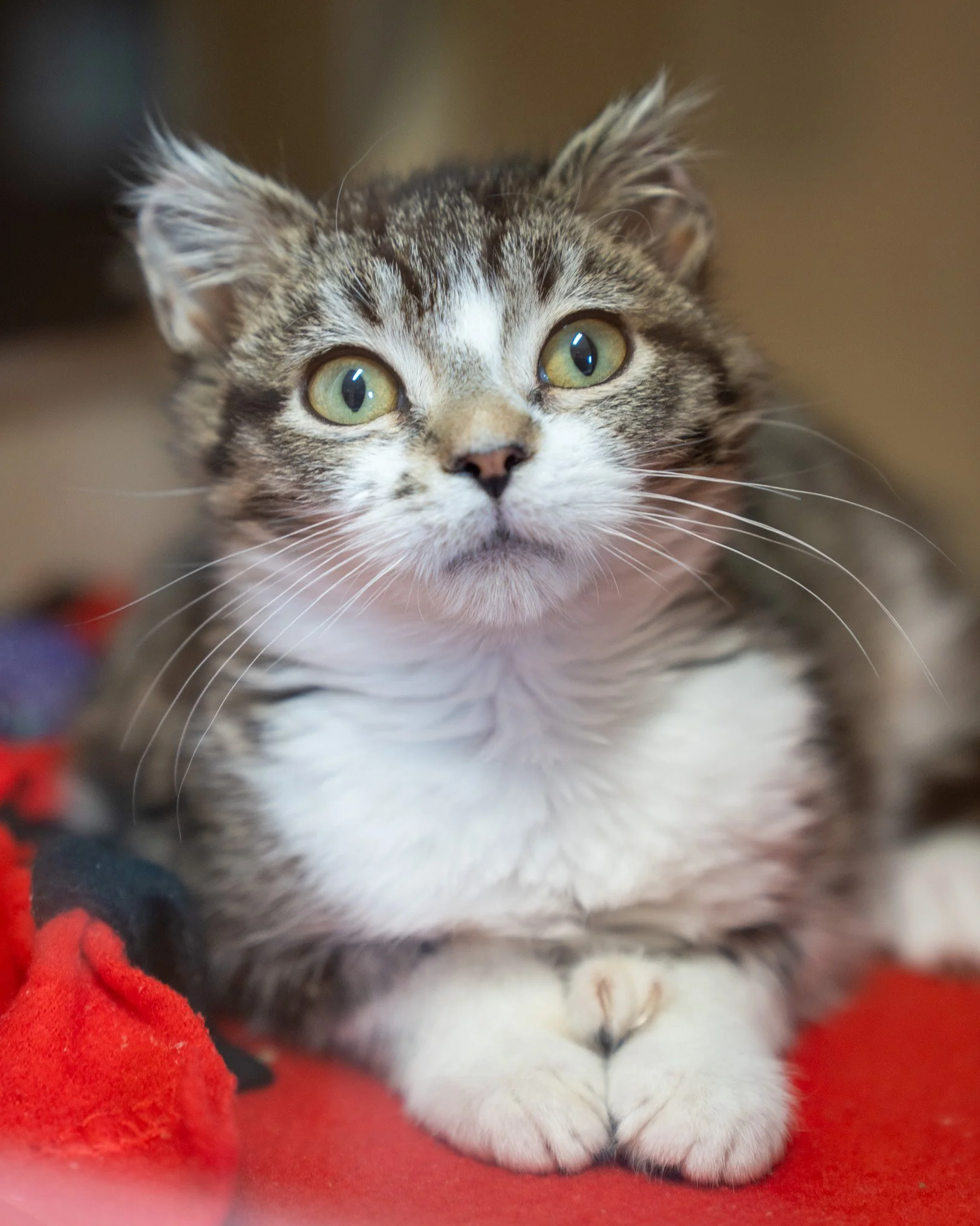 😺 Kotyk 😺
Kotyk, meaning "little cat," is a nearly four-month-old kitten who was brought to our shelter after being found as an itty bitty stray. This little dude is definitely unique. Due to the harsh winter cold, Kotyk&rsquo;s ears were