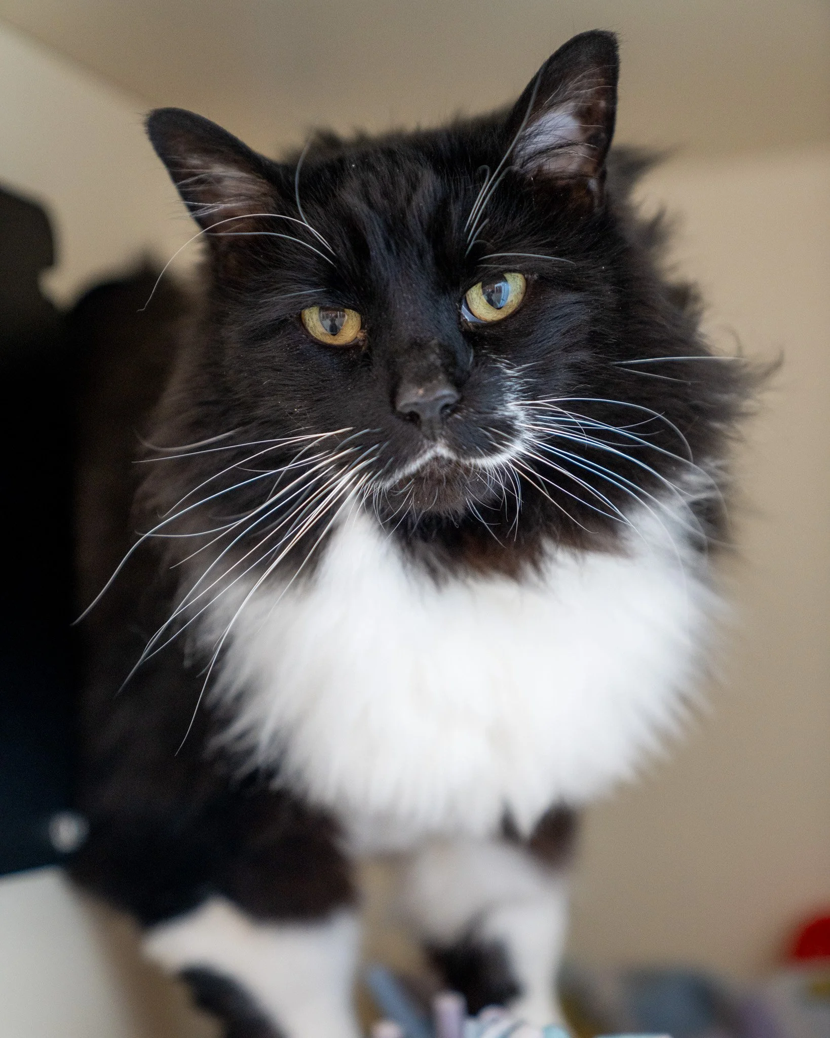 🖤🤍 Niles 🤍🖤
Niles is a handsome 8-year-old, 15-pound Domestic Longhair cat. Surrendered from a home with other cats, dogs, and children, he is quite social with other pets. He would, however, prefer a home with older children who can respect his 