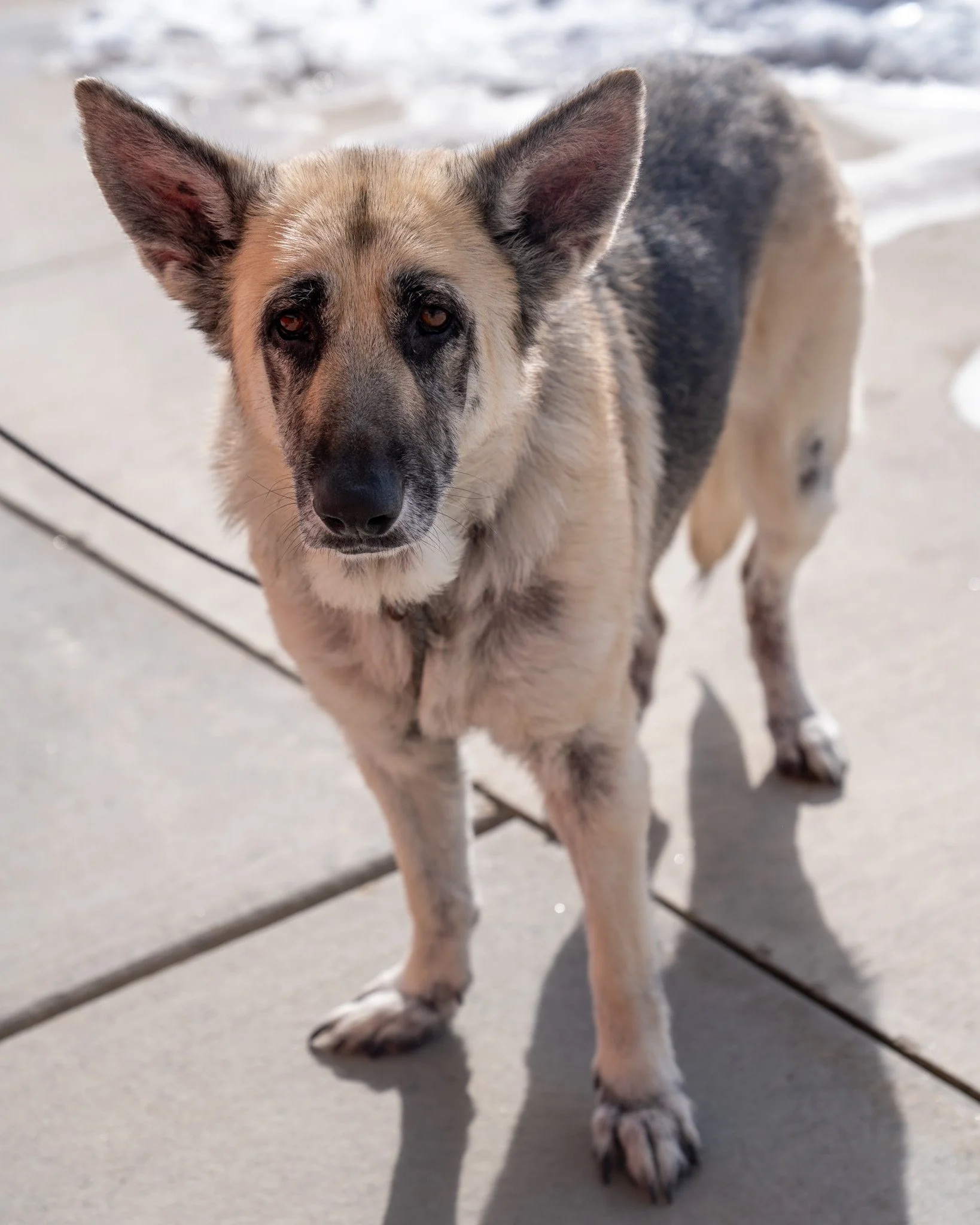 😇 Harley 😇
After the love sweet Harley received on her video yesterday, we wanted to share her full story.

Harley came to us nearly 100 days ago, transferred from another shelter after her previous owner could no longer afford her medical needs. D