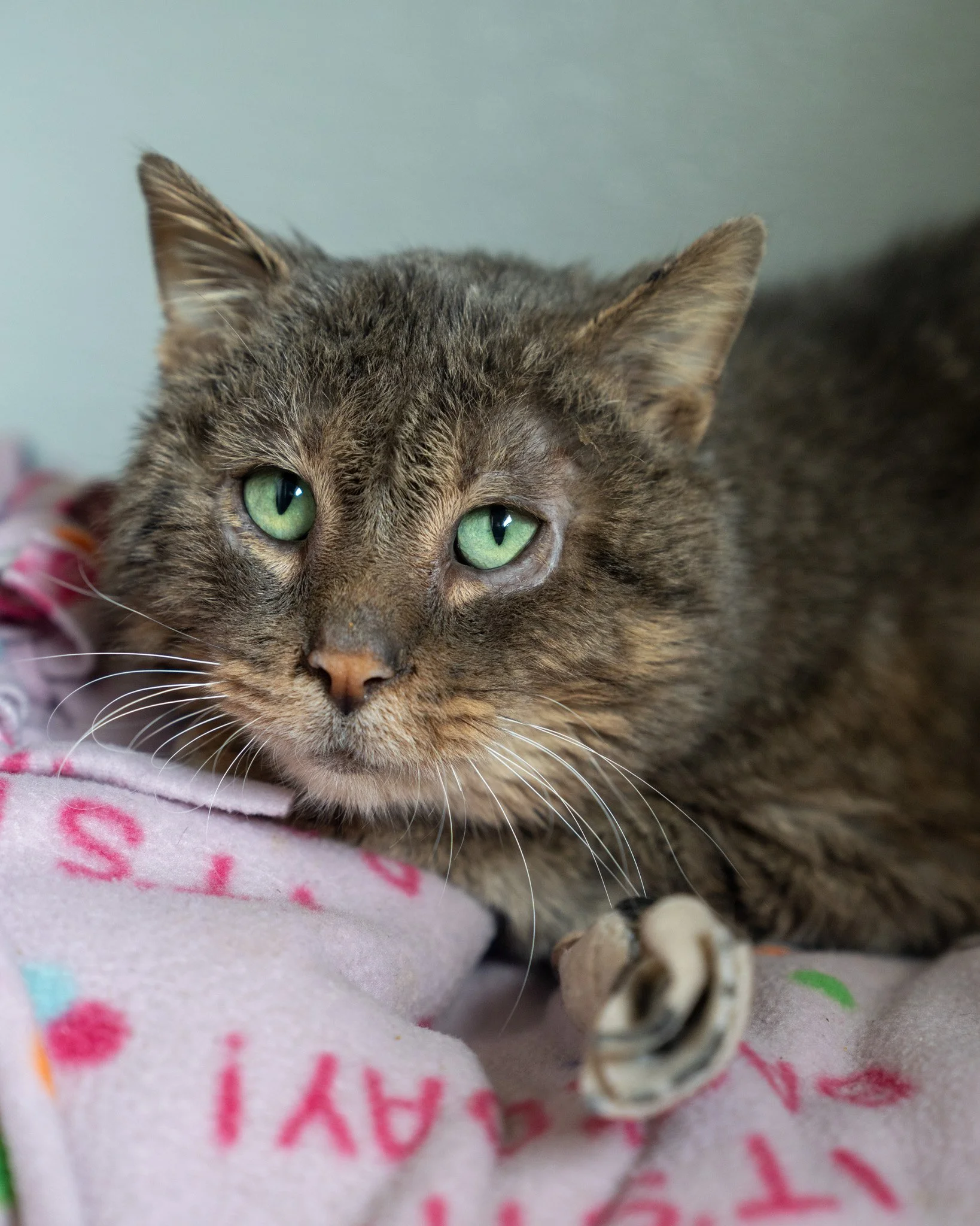 💚 Pip 💚
This green eyed guy is anything but jealous - he&rsquo;s just looking for love! Pip came to us as a stray after a kind person scooped him up from the side of a highway. We are so thankful they did, because this sweet boy deserves nothing bu