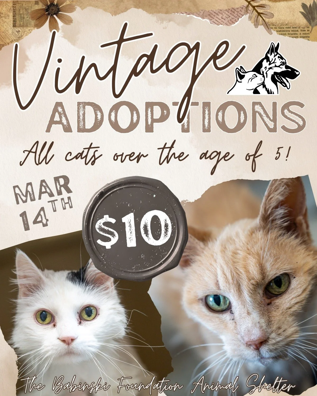ADOPT VINTAGE: $10 ADOPTIONS THIS SATURDAY! 🐈✨

Find your new "vintage" soulmate at The Babinski Foundation! This Saturday, March 14th, we are celebrating our adult and senior cats with a special $10.00 adoption fee.

We&rsquo;ll be open f