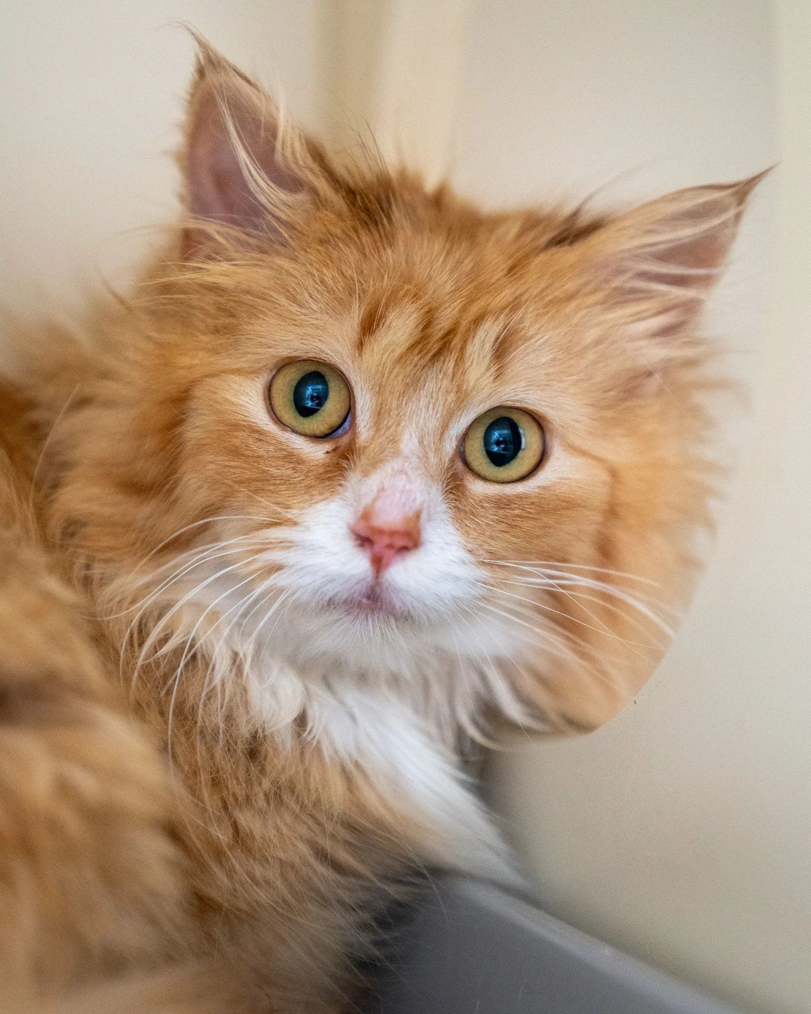 🌹 Rosie 🌹
This beautiful girl is a 7-month-old, 5.6-pound Domestic Longhair cat who came to the shelter as a stray. We don't know anything about her history, but we're so glad she's safe and ready for a new start! While she is quite timid and shy, 