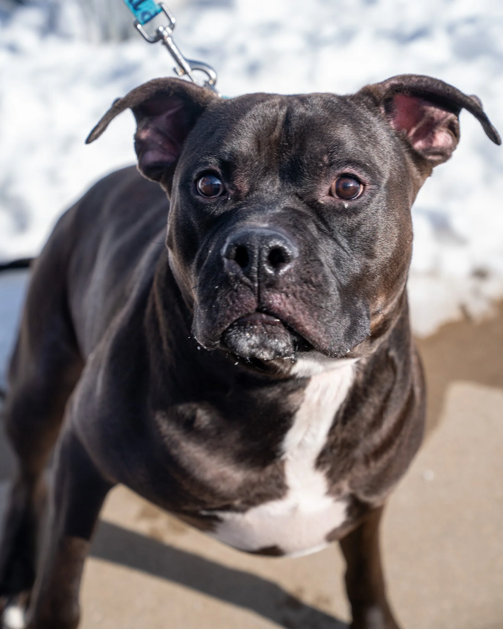❤ Richard ❤
Richard could be your die hard best buddy! At 5 years old and 99.6 pounds, this Pit Bull mix is a big boy, though he doesn't always act like it. Richard came to us as a stray and was unfortunately never claimed.

We believe he previously 