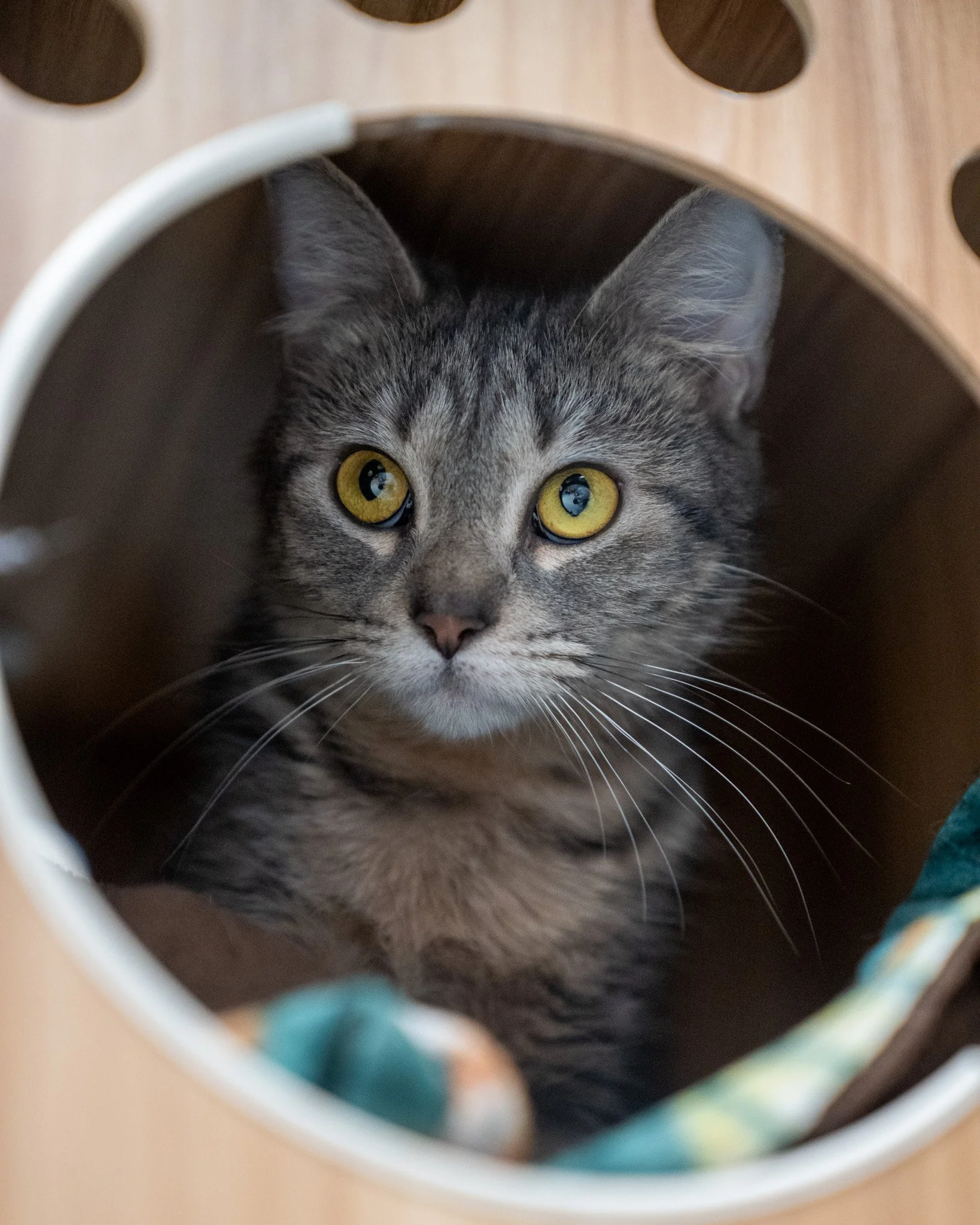 🐥 Chicklet 🐥
Chicklet is a 5-month-old, 5.7-pound Domestic Shorthair who was found trying to sneak into a kind person's home! They happily took her in and brought her to our shelter for a fresh start. When she first arrived, she was underweight and