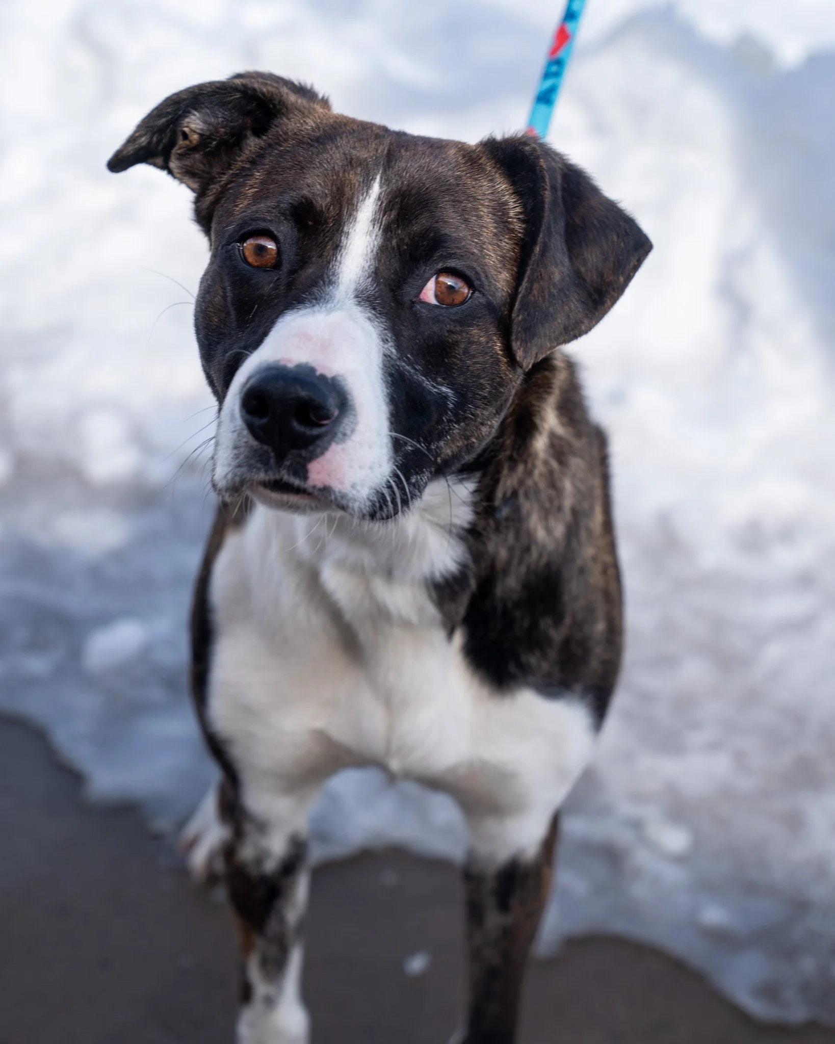 🌹 Sylvia 🌹
Meet Sylvia, a 1-year-old, 57-pound mixed breed pup with a tough history. Sylvia survived on her own for over two months, roaming a neighborhood while temperatures dropped to -30 degrees. Thanks to some helpful members of her community, 