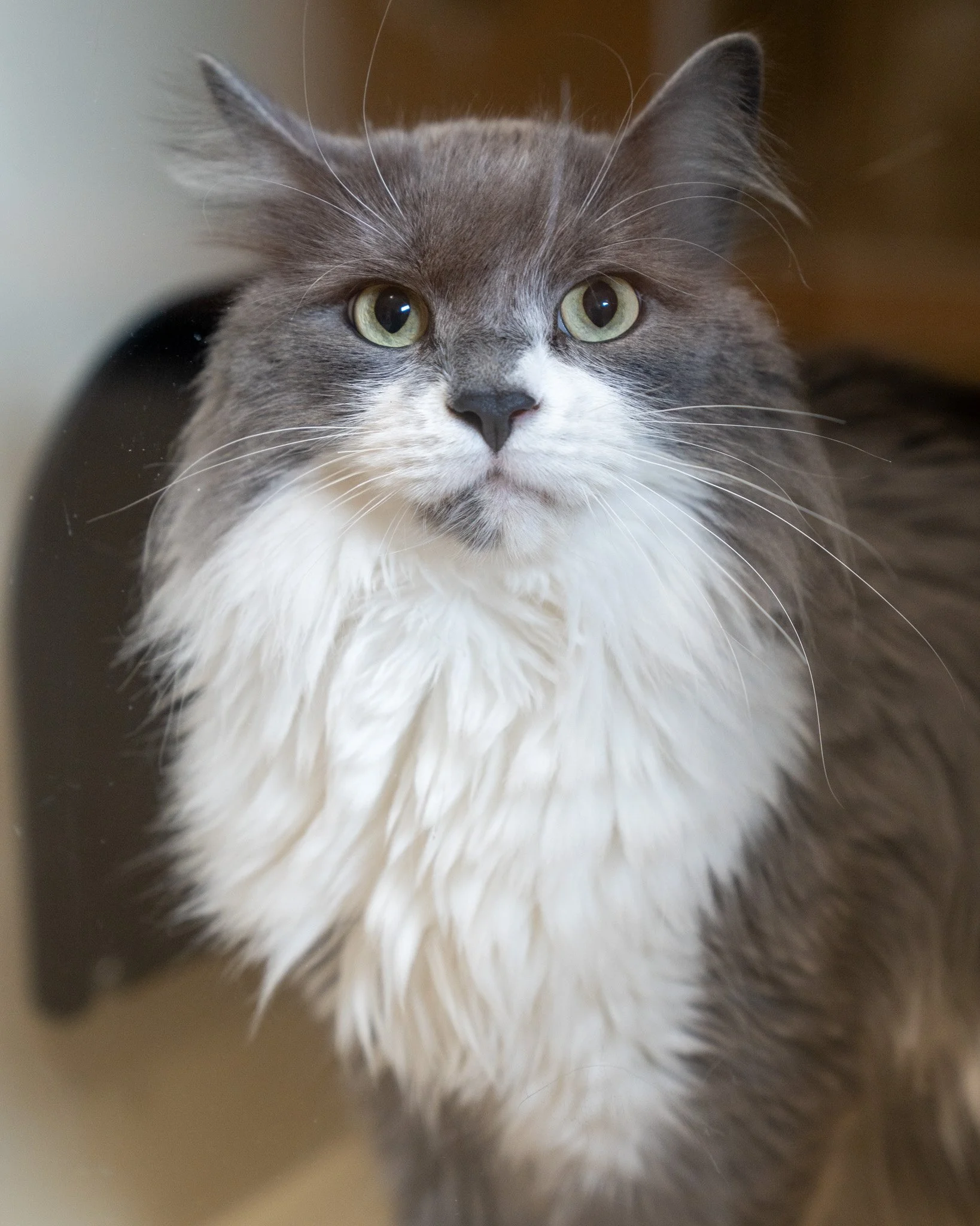 🥞 Waffles 🥞
Sweet and fluffy just like his namesake! Waffles is a 4-year-old, 10-pound Domestic Longhair who was surrendered after his owner sadly became ill and could no longer care for him. He is a friendly fellow who enjoys people while still ap