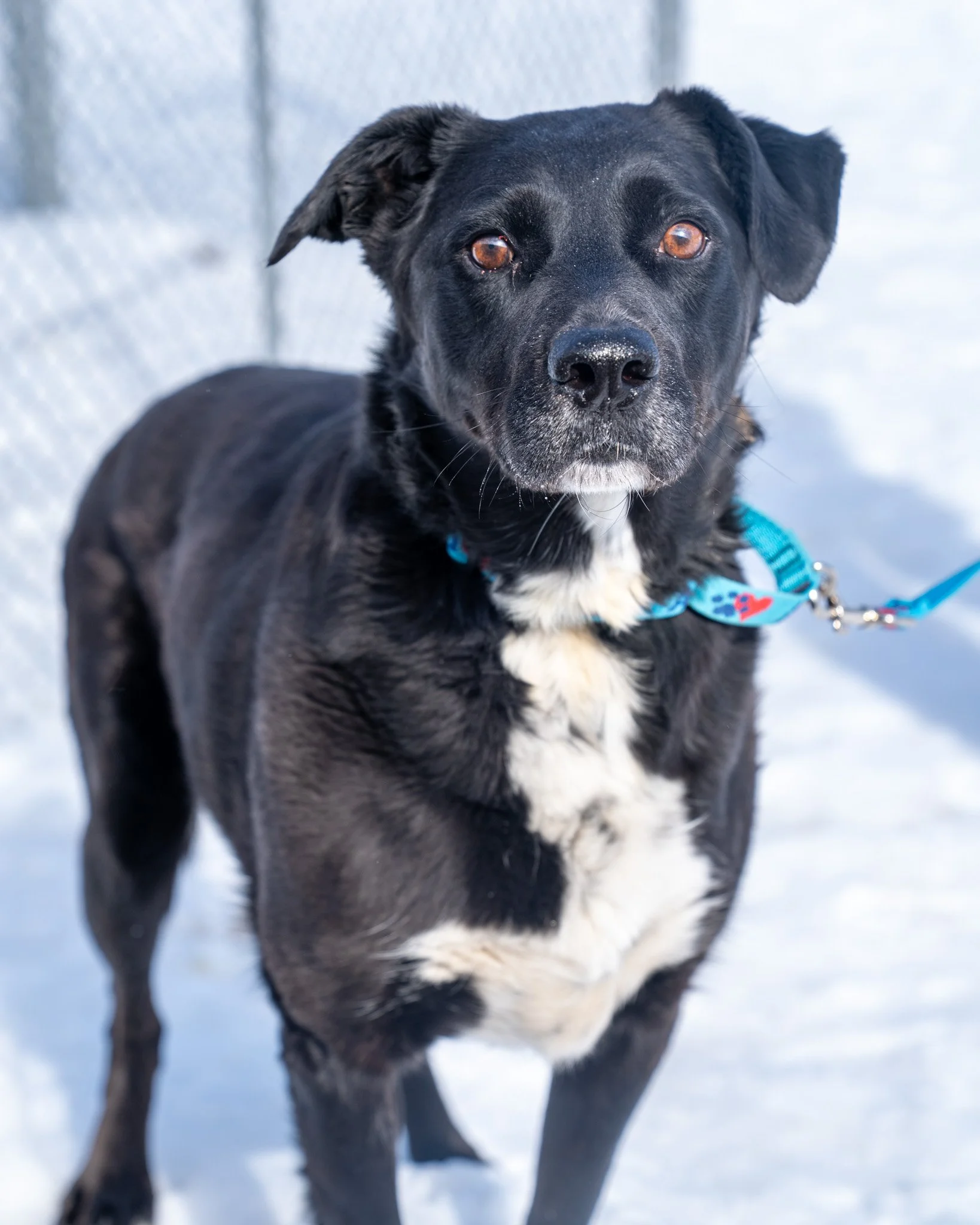 🤠 Dallas 🤠
Dallas is here to say, "This town is big enough for the both of us, and big enough for anyone else who wants to be my friend." This cowboy is a 7-year-old, 59-pound Lab mix who came to our shelter as a stray. We think at one ti