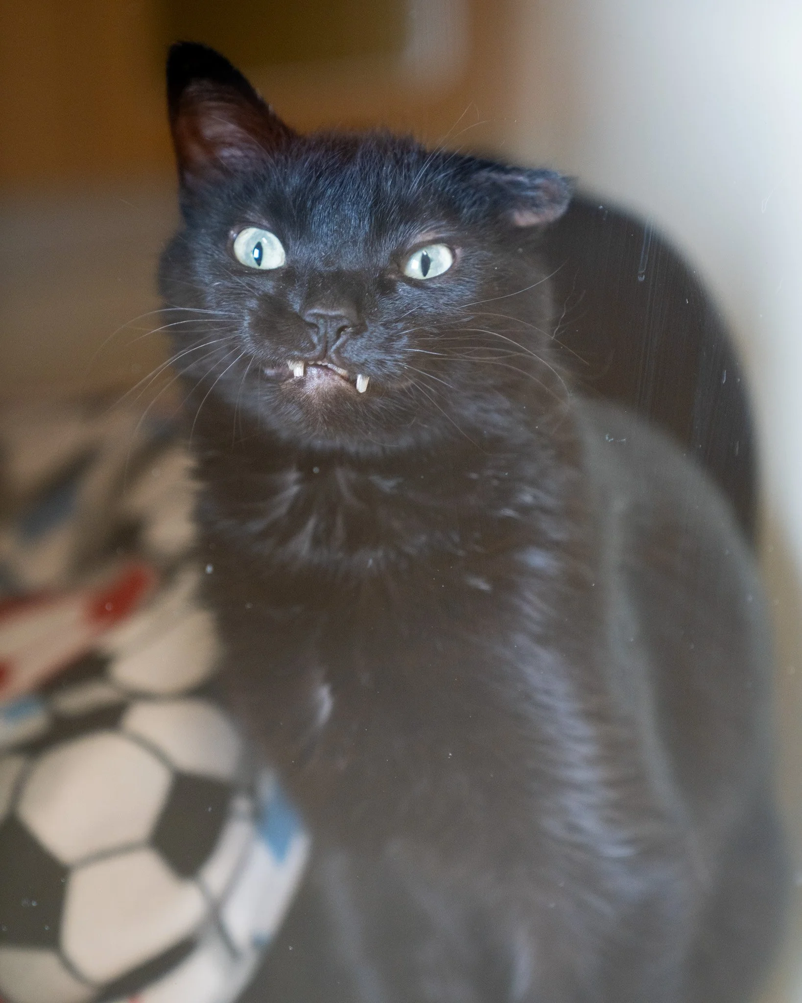 ❤ Senior Sunday with Paxon ❤
This senior gentleman is a 7-year-old, 12.3-pound Domestic Shorthair cat who came to us as a stray. He's a one of a kind looker with a snaggle toothed grin, one darling flat ear, and a tiny bear tail that really sets him 