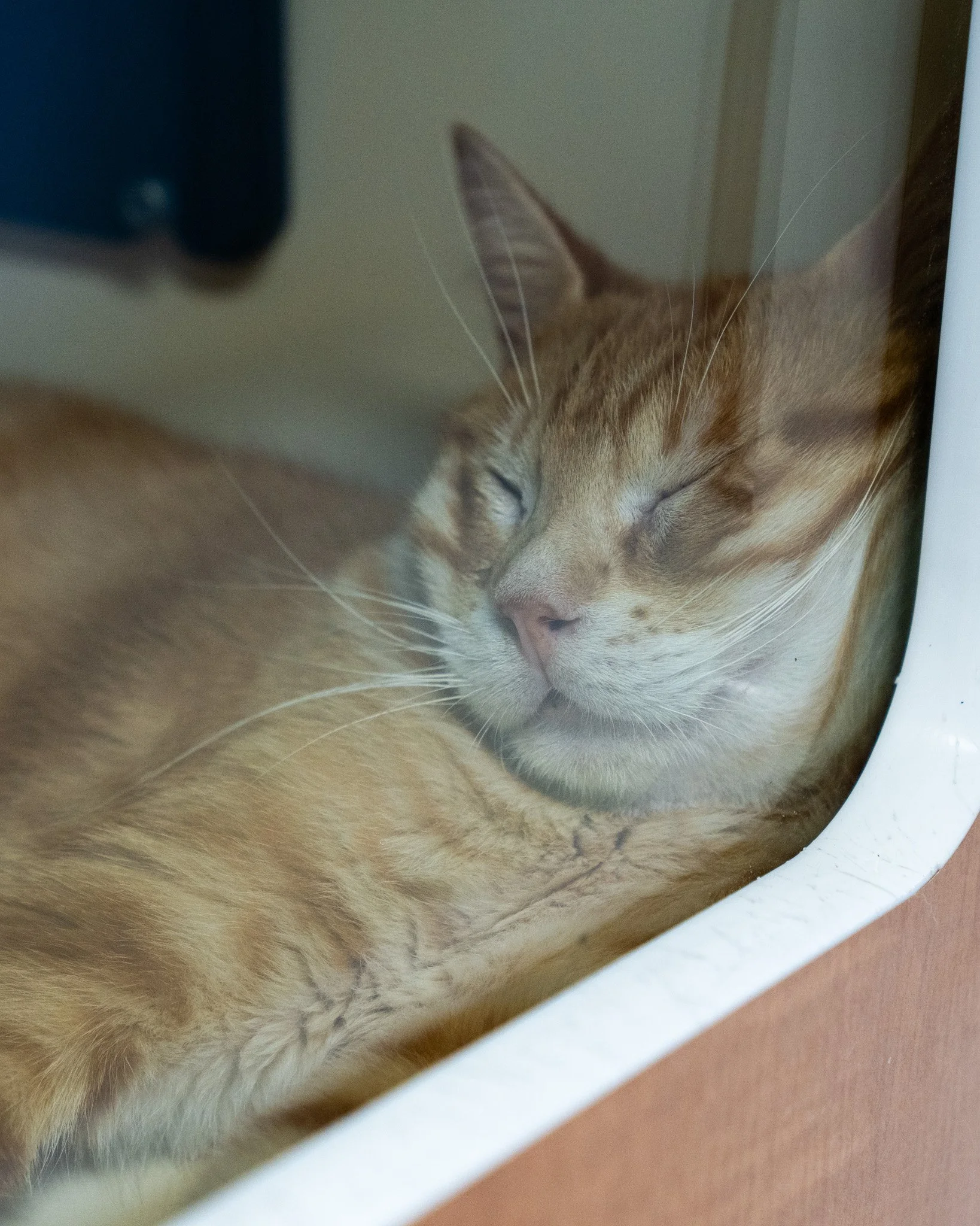 🦖 Triceratops 🦖
Triceratops is definitely feeling those Monday blues. Good thing for him, his entire life is a long weekend! He&rsquo;ll be living the dream just as soon as he finds his family to curl up with...

This cutie is a 1-year-old, 8.2-pou