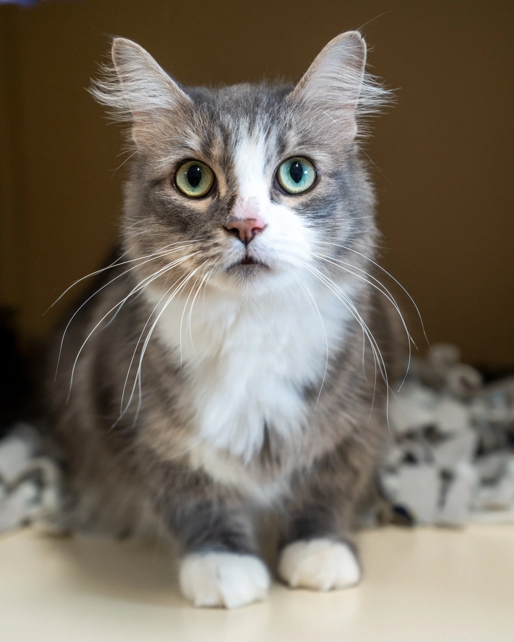 🥒 Pickles 🥒
Meet Pickles, a sweet and calm 4-year-old, 10.2-pound Domestic Medium Hair cat. Pickles found himself looking for a new home after his previous owner&rsquo;s health sadly declined.

He's a loving companion who has successfully lived wit