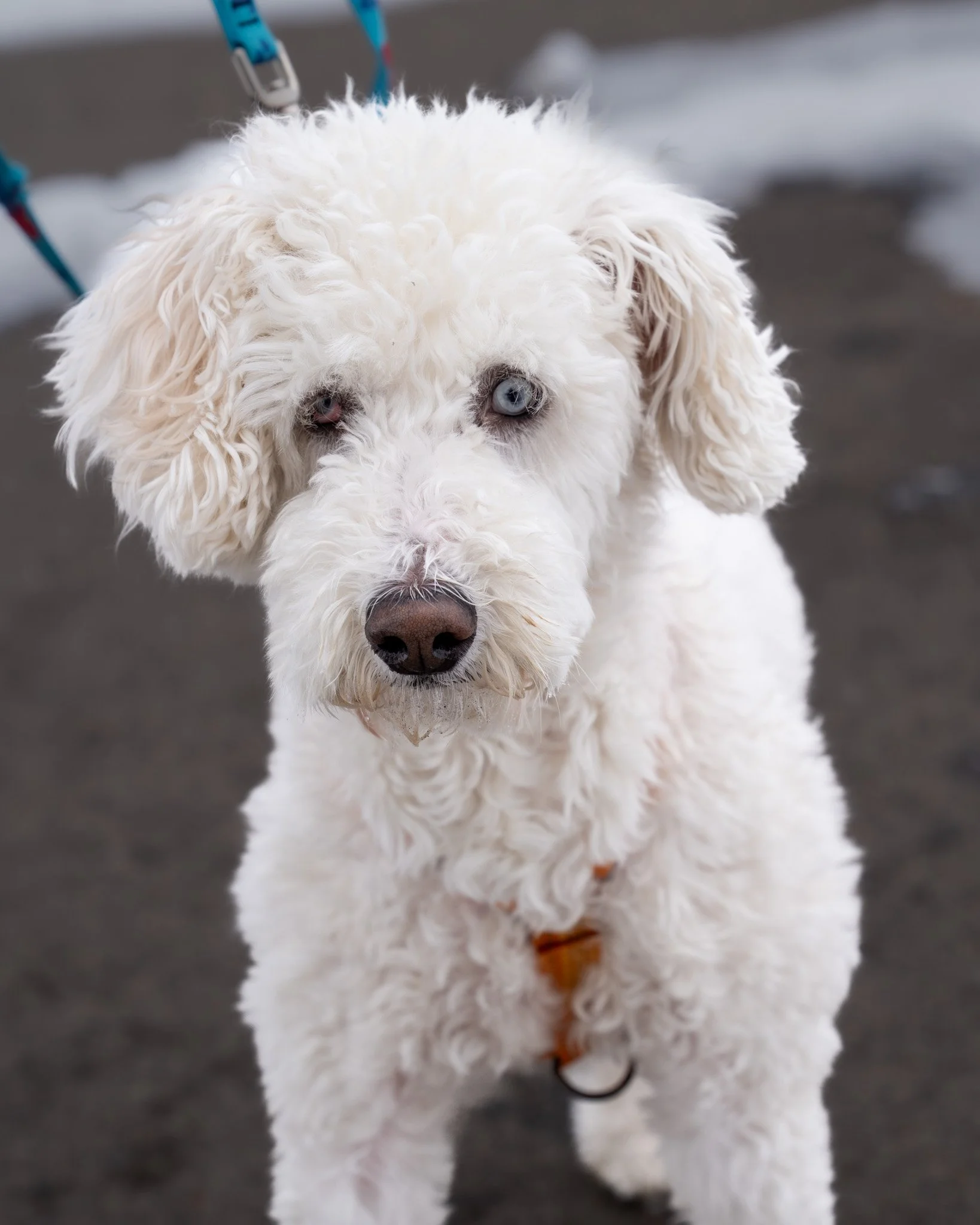 🍀 Leo 🍀
Meet Leo, a charming 5-year-old, 34-pound Poodle and Aussie mix. Although Leo is blind in his right eye and completely deaf, he is extremely friendly, loves meeting strangers, and believes everyone he meets is a new best buddy! While he is 