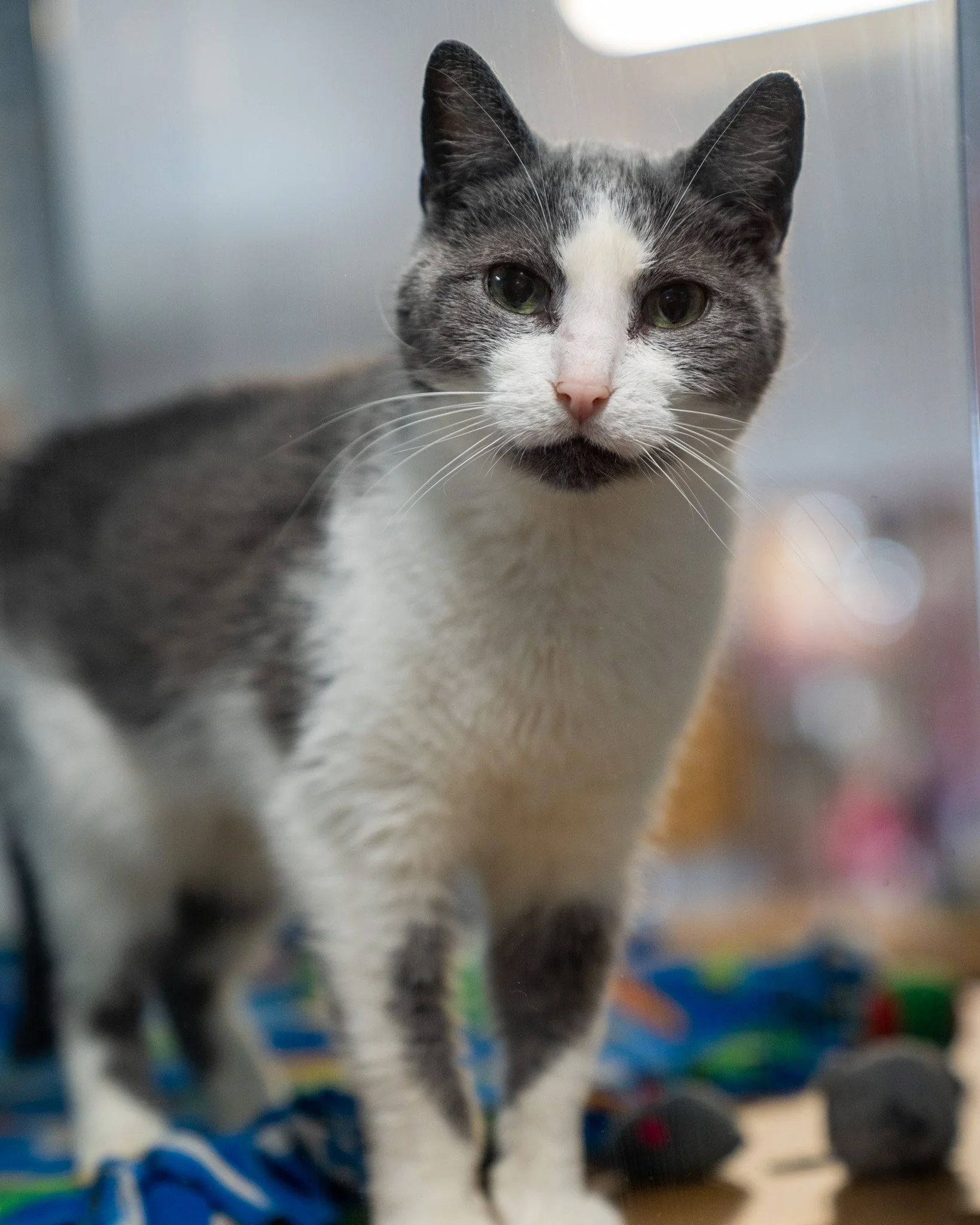 🧁 Muffin 🧁
This sweet Muffin is a 9-year-old, 7.3-pound Domestic Shorthair cat who was sadly surrendered after his owner lost their home and could no longer care for him. We're hoping Muffin finds a home soon because he's so ready to give all his l