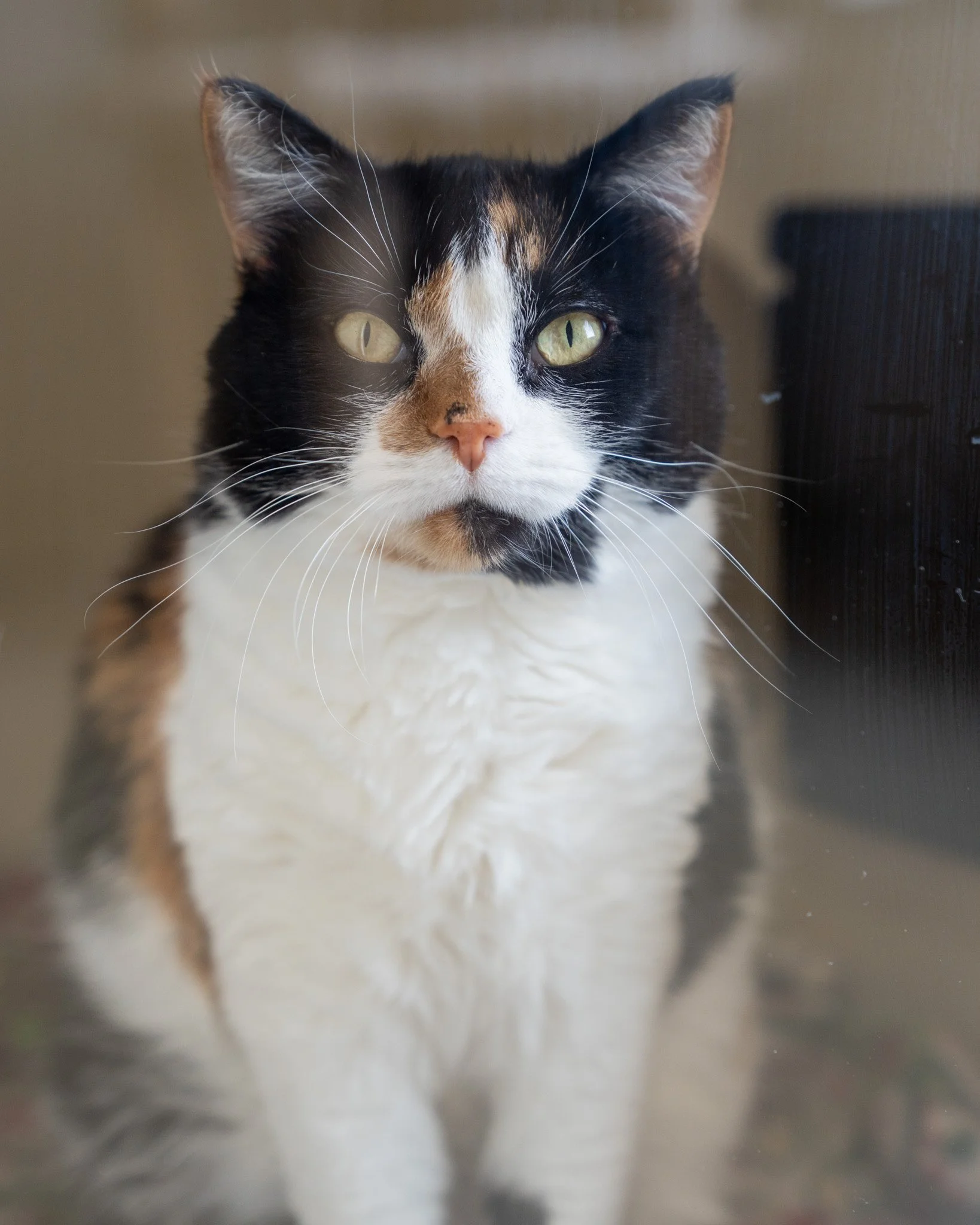 🌹 Rose 🌹
This striking girl is a 5-year-old, 10-pound Domestic Shorthair cat who was surrendered due to a young child's allergies in the home. She's a sweet, playful, cuddly, and gentle girl who's at the shelter through no fault of her own. She lov
