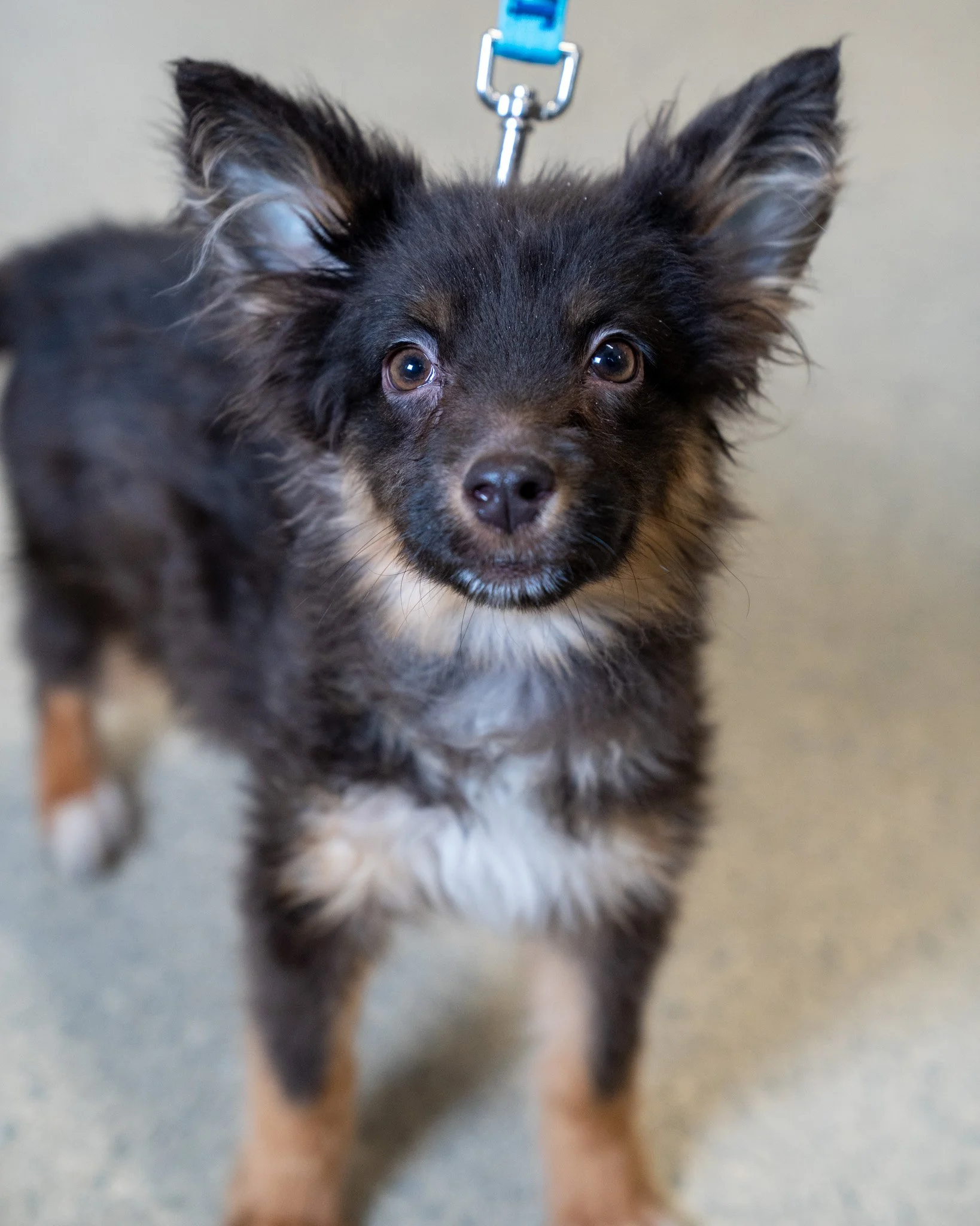 ❤ Quinn (F) &amp; Finn (M) ❤
These pipsqueaks are two-month-old small mixed breed pups who came to the shelter after a kind person saw them being sold in a local parking lot. They scooped them up and brought them straight to us. When they arrived, th