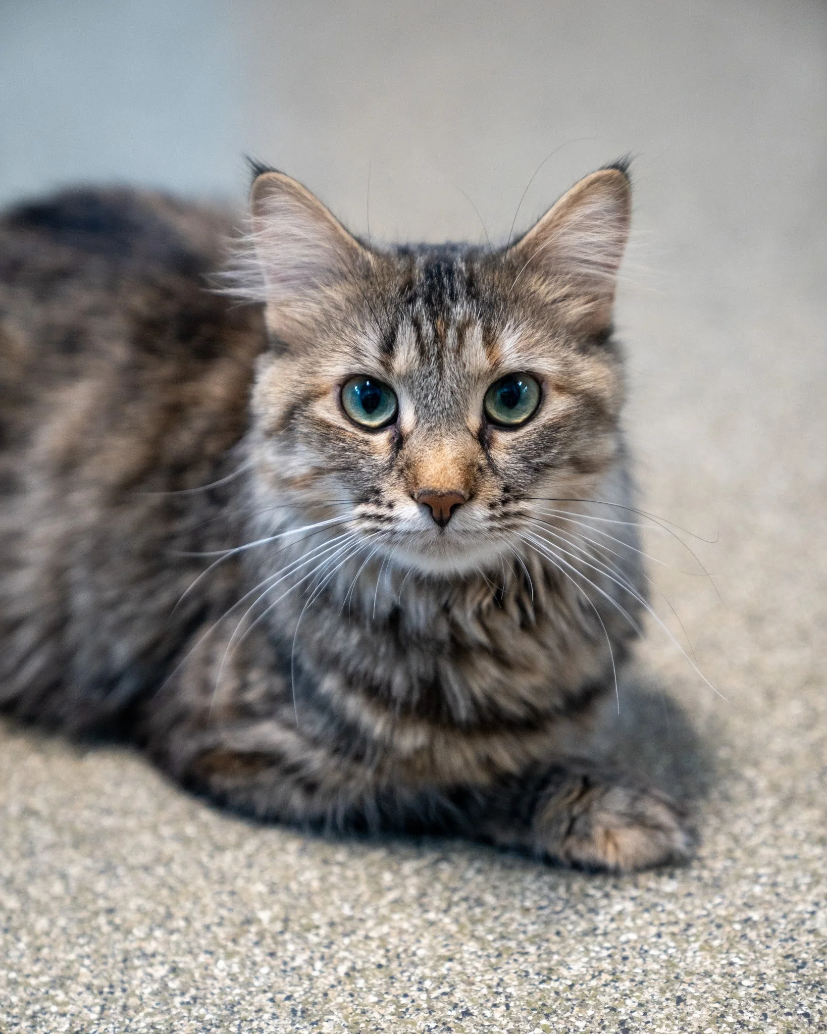 🍑 Peaches 🍑
This is Peach, and she would be just peachy keen if you brought her home! She is a one-year-old, 9-pound Domestic Medium Hair cat who arrived at our shelter pregnant. Found abandoned alongside several other animals, she has shown she do