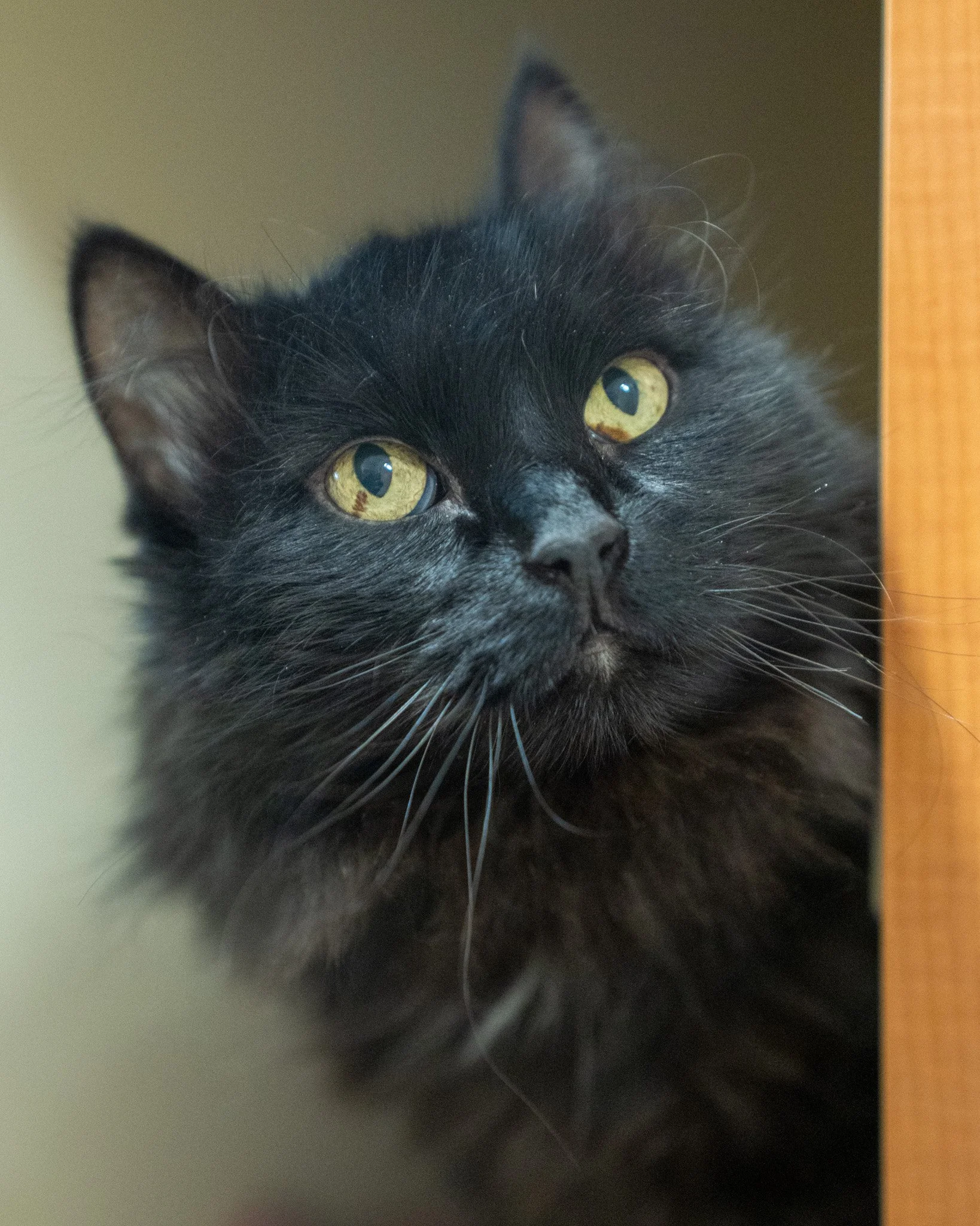❤ Senior Sunday with Zeke ❤
Meet Zeke! He is a 12-year-old, 12.8-pound Domestic Medium Hair cat who arrived at the shelter when his previous owners could no longer care for him. Because Zeke was quite anxious around the small children in his former h