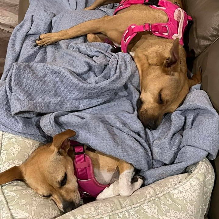 ✨ Sunday Success Story ✨

"I adopted Girly (now Hurley) from Babinski&rsquo;s after our 6 1/2 year-old Wilma passed from renal failure. Two months later I went looking for a dog the same age because Wilma&lsquo;s sister, Betty, a 5 1/2 year old 