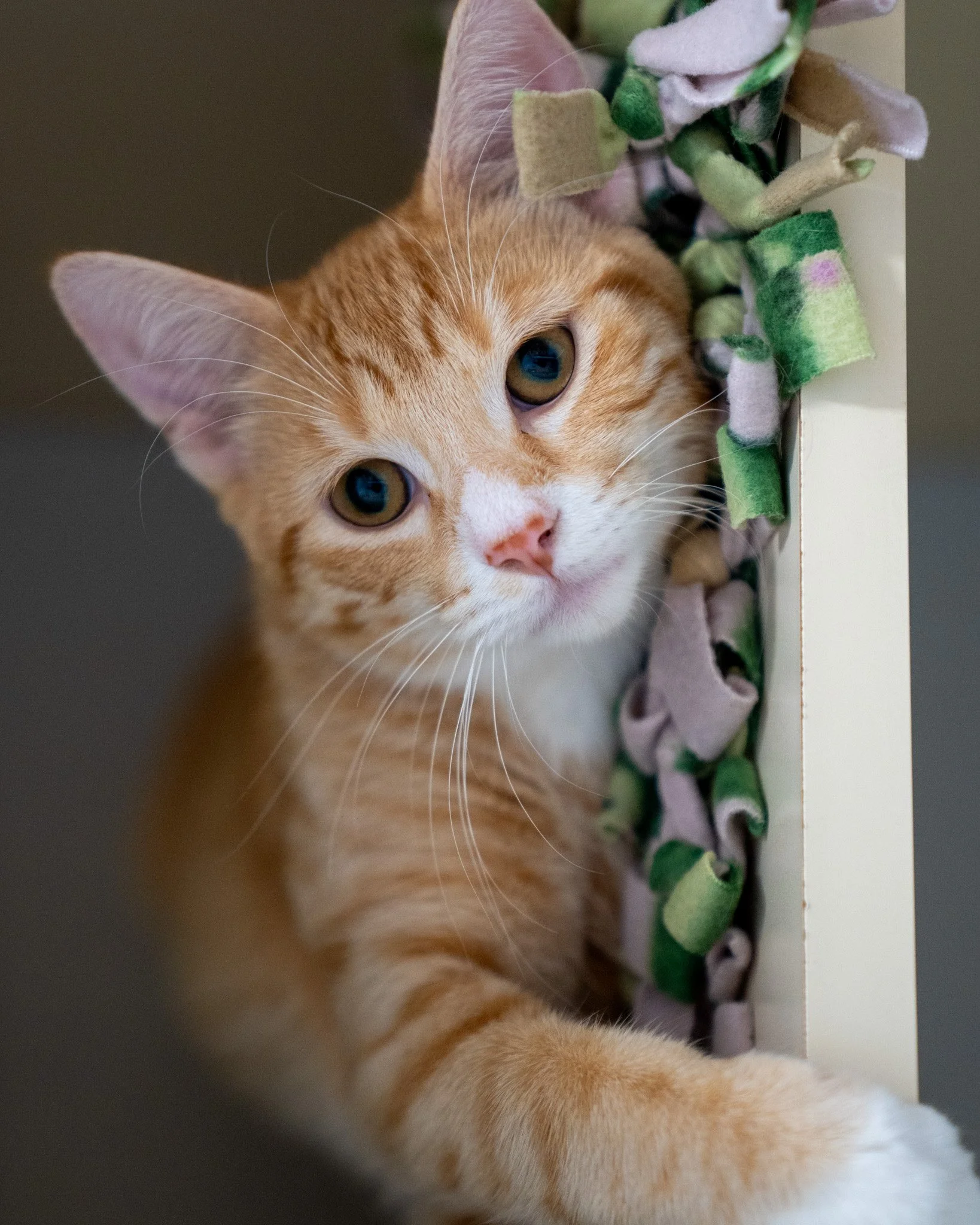 🔥 Blaze &amp; Flame 🔥
Is it hot in here, or is it just them? These 10-month-old Domestic Shorthair brothers have been on fire ever since they arrived! From the very start, they&rsquo;ve been winning over our staff and volunteers with their charming