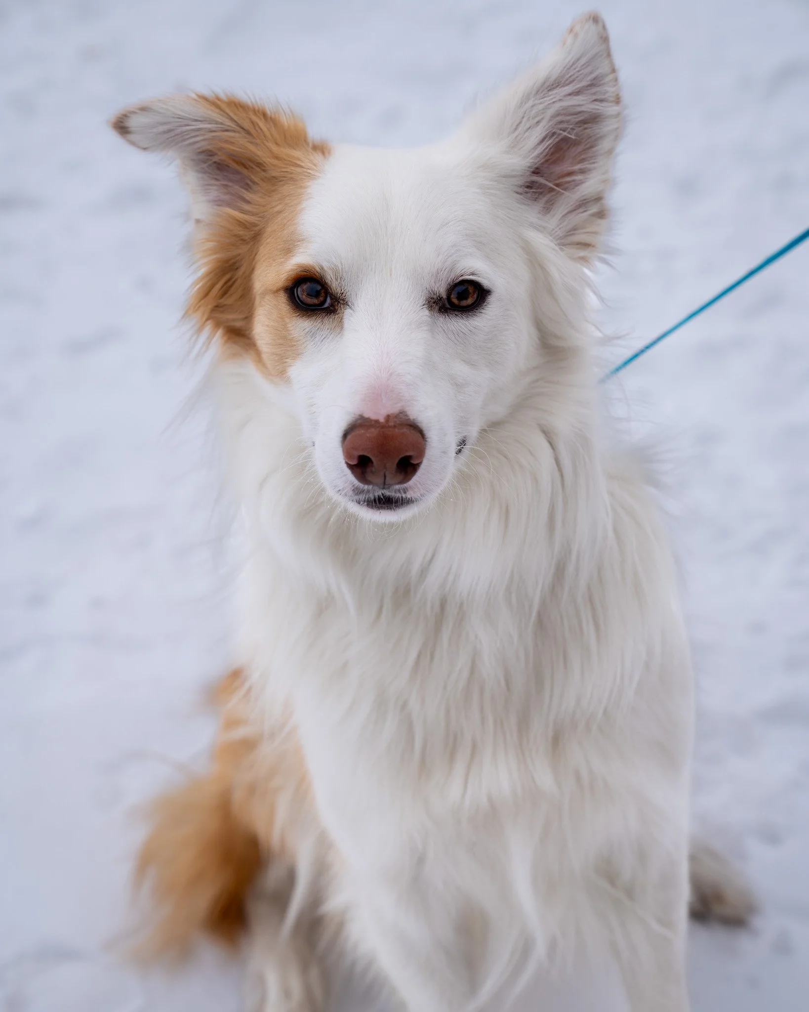 🧡Leo 🧡
Meet Leo, a 2-year-old, 35-pound Border Collie mix. He's a sweet boy with a big heart, but he&rsquo;s definitely a working dog at his core. His previous family loved him, but they realized they just couldn't keep up with his mental and physi