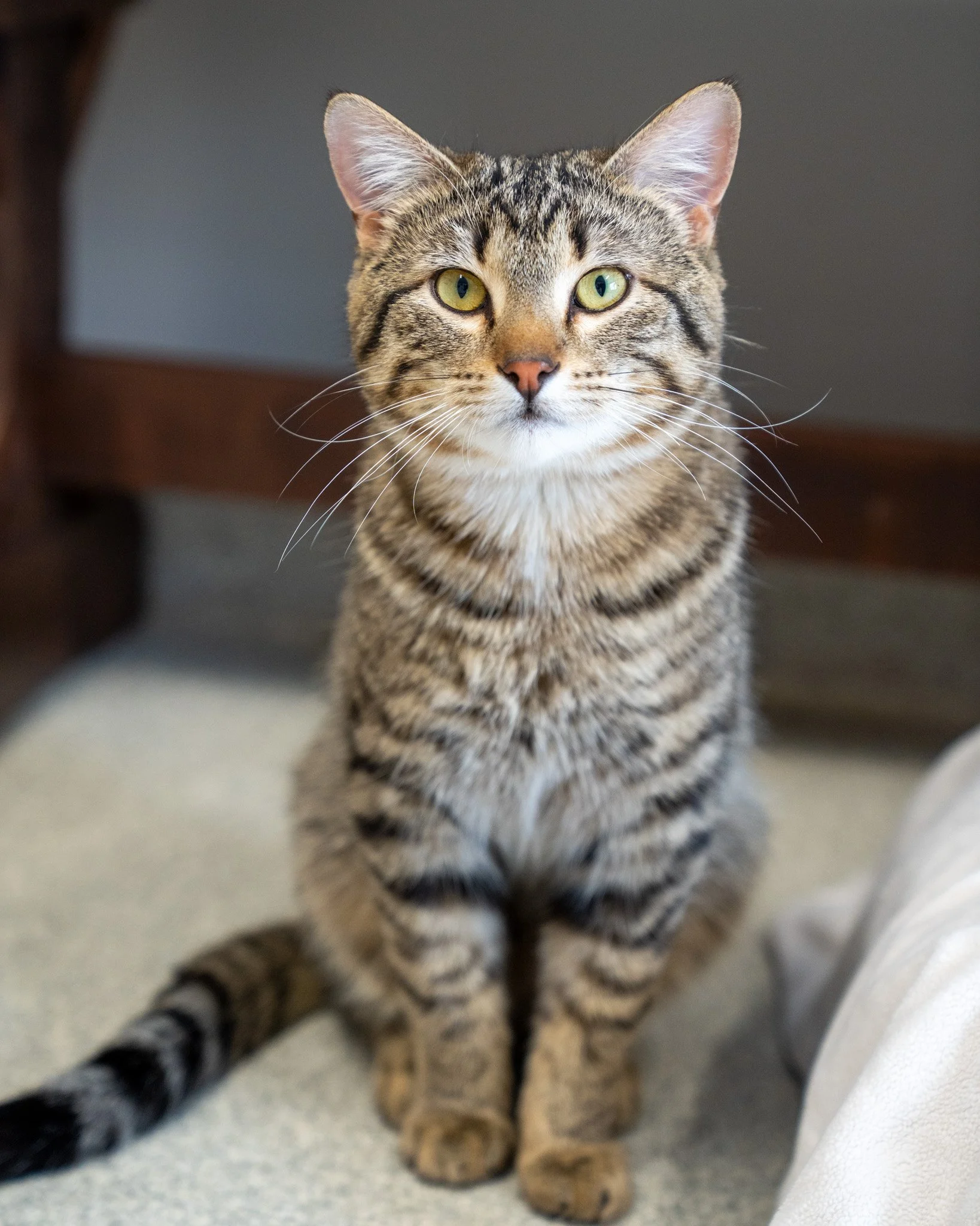 😎 Major 😎
It&rsquo;ll be a major win for whoever adopts this amazing boy! Major is a 10-month-old, 9.5-pound, Domestic Shorthair cat who was born in a woodpile. After his mom was sadly run over, Major was found and taken in. He was kept safe and gi