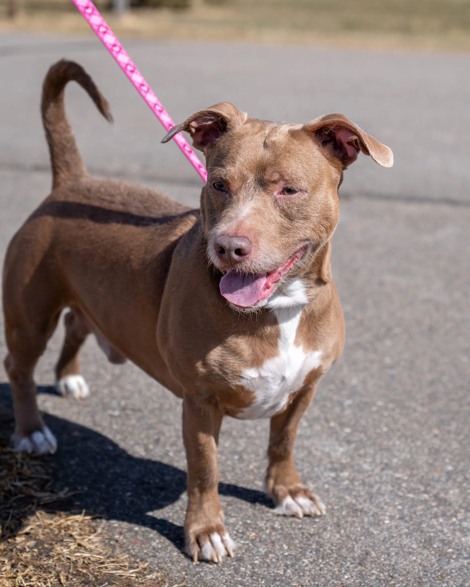 😤 Diesel 😤

Diesel's adoption fee has been fully sponsored by shelter supporters Bill and Josephine, so he's ready to go home with NO adoption fee!!!

Diesel (AKA Baby D) is a 5-year-old Terrier mix who is a total cuddle bug. He absolutely loves be