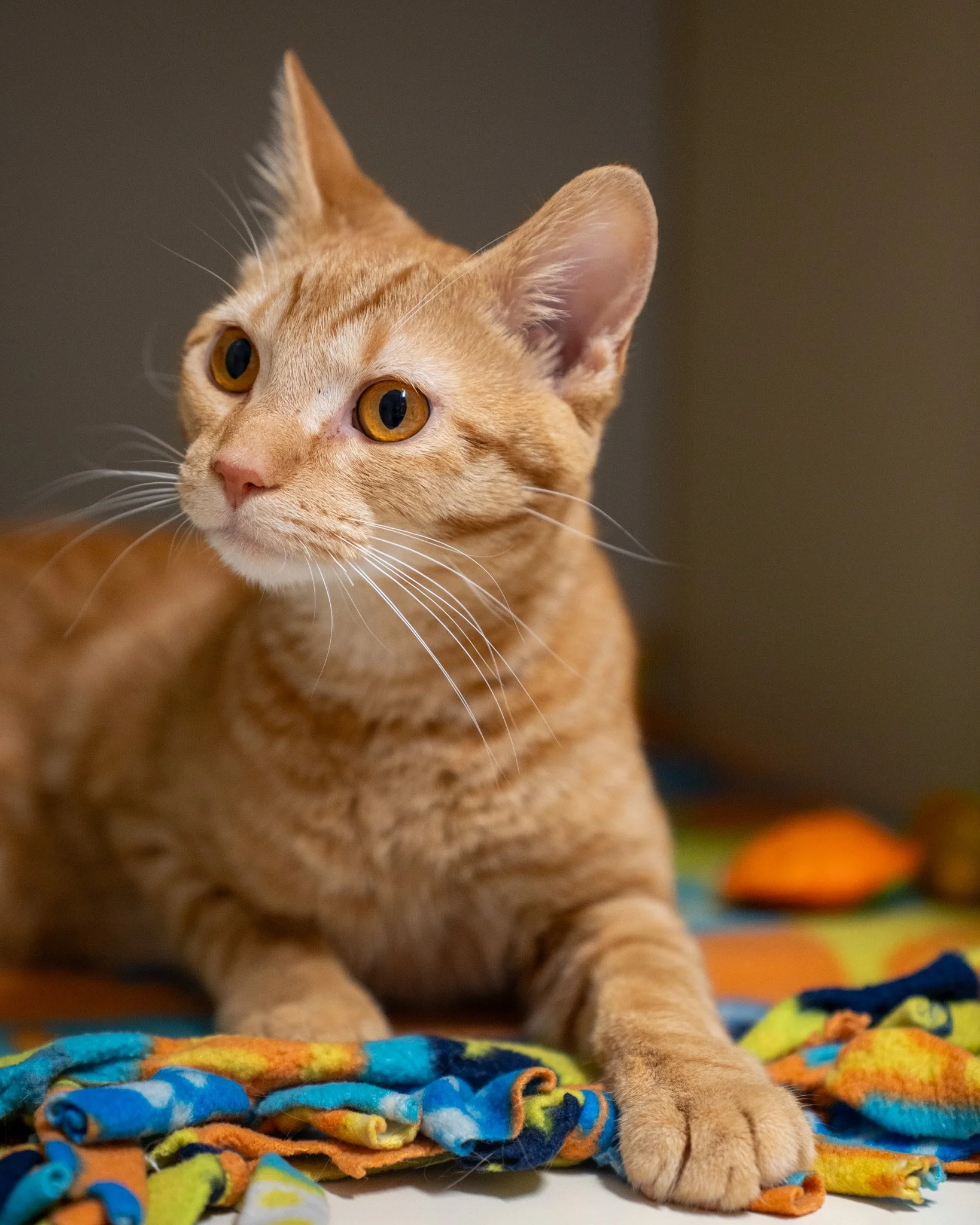 🧡 Cheeto 🧡
This cheesy guy is a 2-year-old,  7.9-pound Domestic Shorthair cat who's on the hunt for a new home! He's a friendly, playful, and verrryyy cuddly boy. He mostly likes to be around his people, but sometimes he likes to strike out on his 