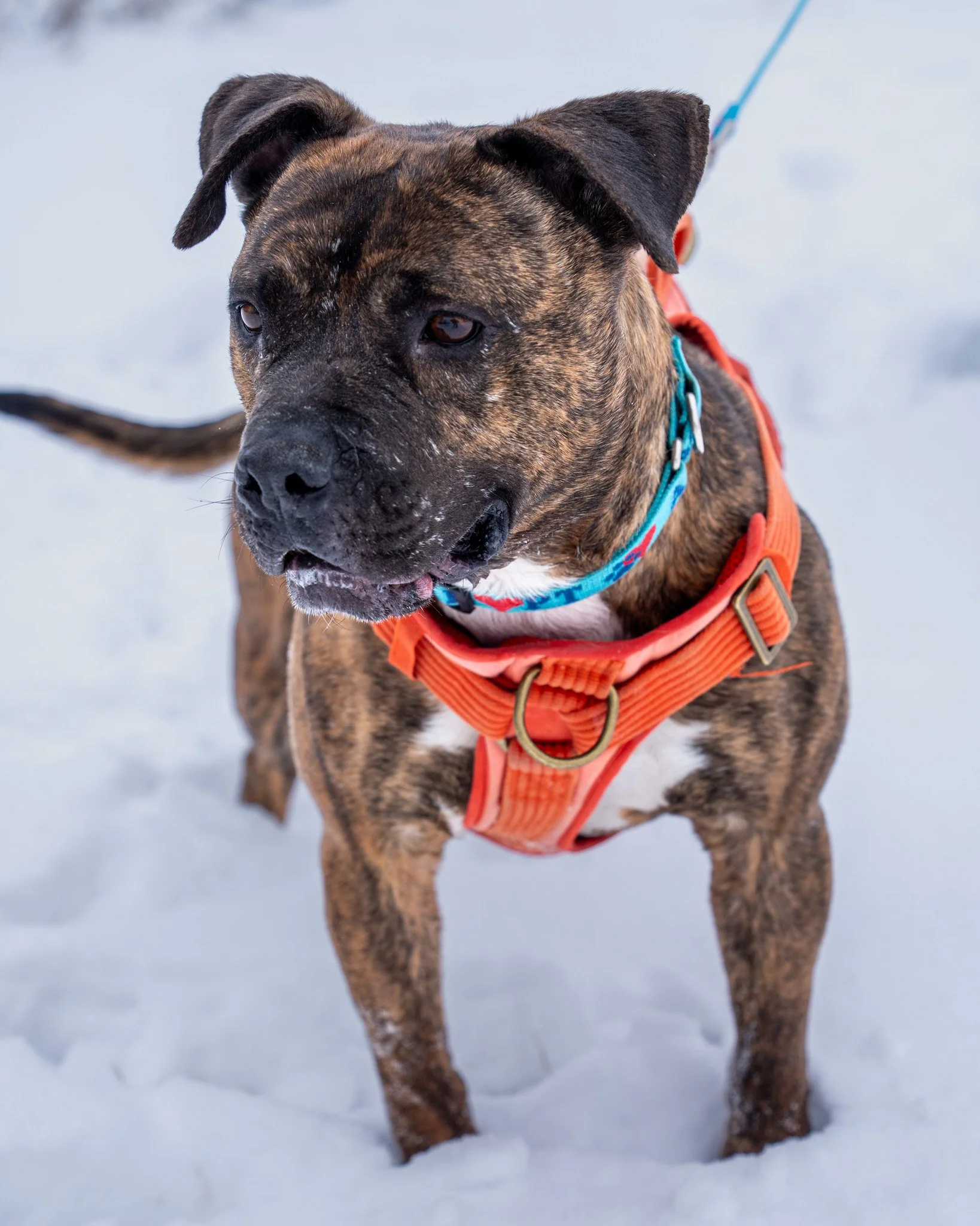 💪 Buster 💪
Buster's adoption fee has been graciously sponsored by shelter supporters Bill and Josephine, so he's ready to go home with NO adoption fee!!!

How could anyone resist this total catch? Buster is a 3-year-old, 42-pound American Bulldog m