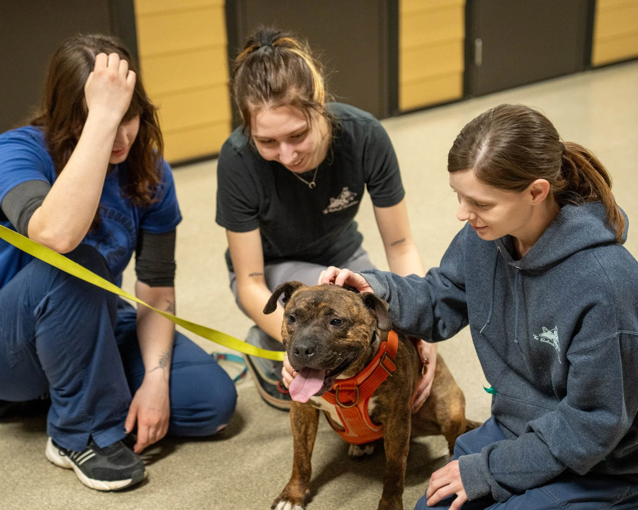 🎉 Buster Found a Home! 🎉

After a total of 216 days in the shelter over the past few years, Buster has finally found his people! He is so excited to get back to living in a home and snuggling up with his family. He&rsquo;s thrilled for all the summ