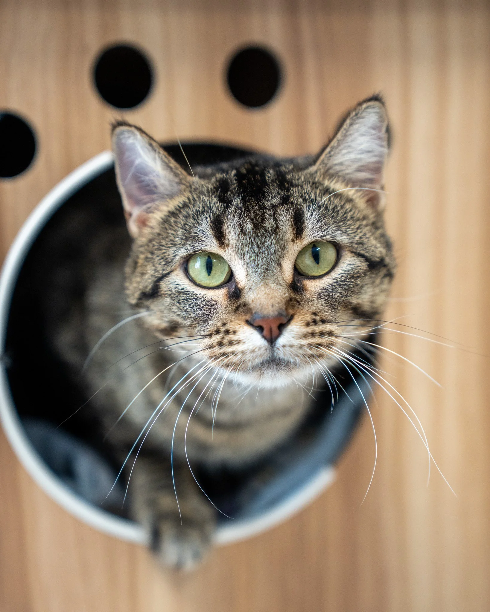 💫 Andromeda 💫
This gorgeous gal is Andromeda, a 1-year-old, 8.6-pound Domestic Shorthair cat. She originally arrived at the shelter as a loving mama! After being found living outdoors, a kind neighbor scooped up Andromeda and her kittens and brough