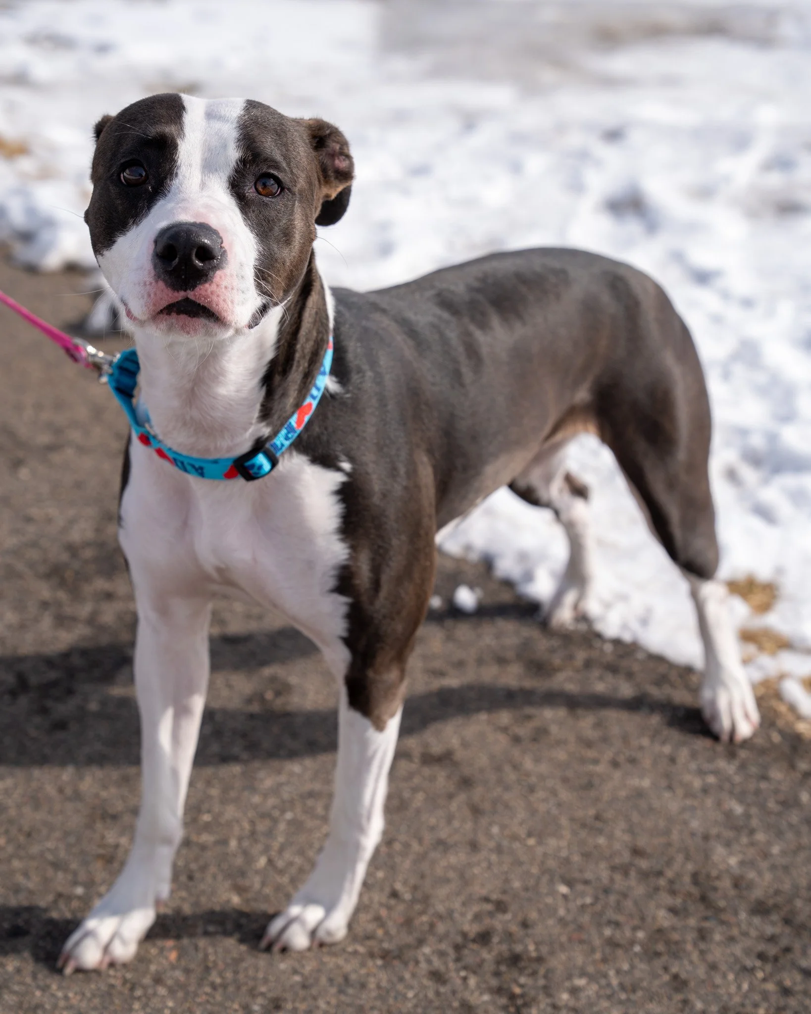 ❤ Shelby ❤
Shelby has the sweetest, most honest eyes. She is a 2-year-old, 50-pound Terrier mix with a difficult past. She experienced abuse in her first home, so she can be a very fearful girl. She initially struggles to trust new people and prefers