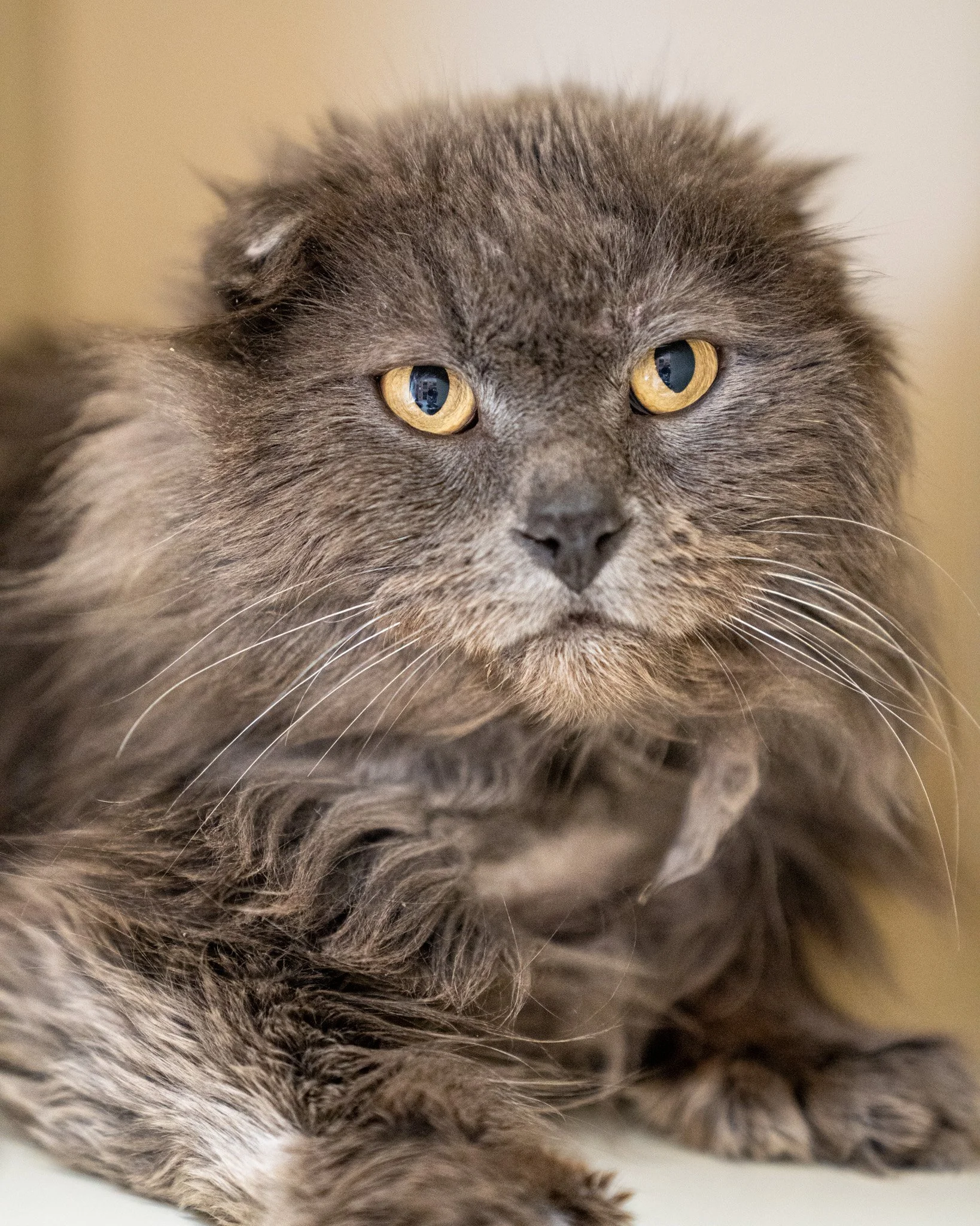 🥰 Snuffle 🥰
Sweet Snuffle is a 1-year-old, 10-pound Domestic Longhair cat who came to us from an overpopulated home. Because of his previous environment, Snuffle wasn't receiving quite the level of care he needed. He arrived severely matted and wit