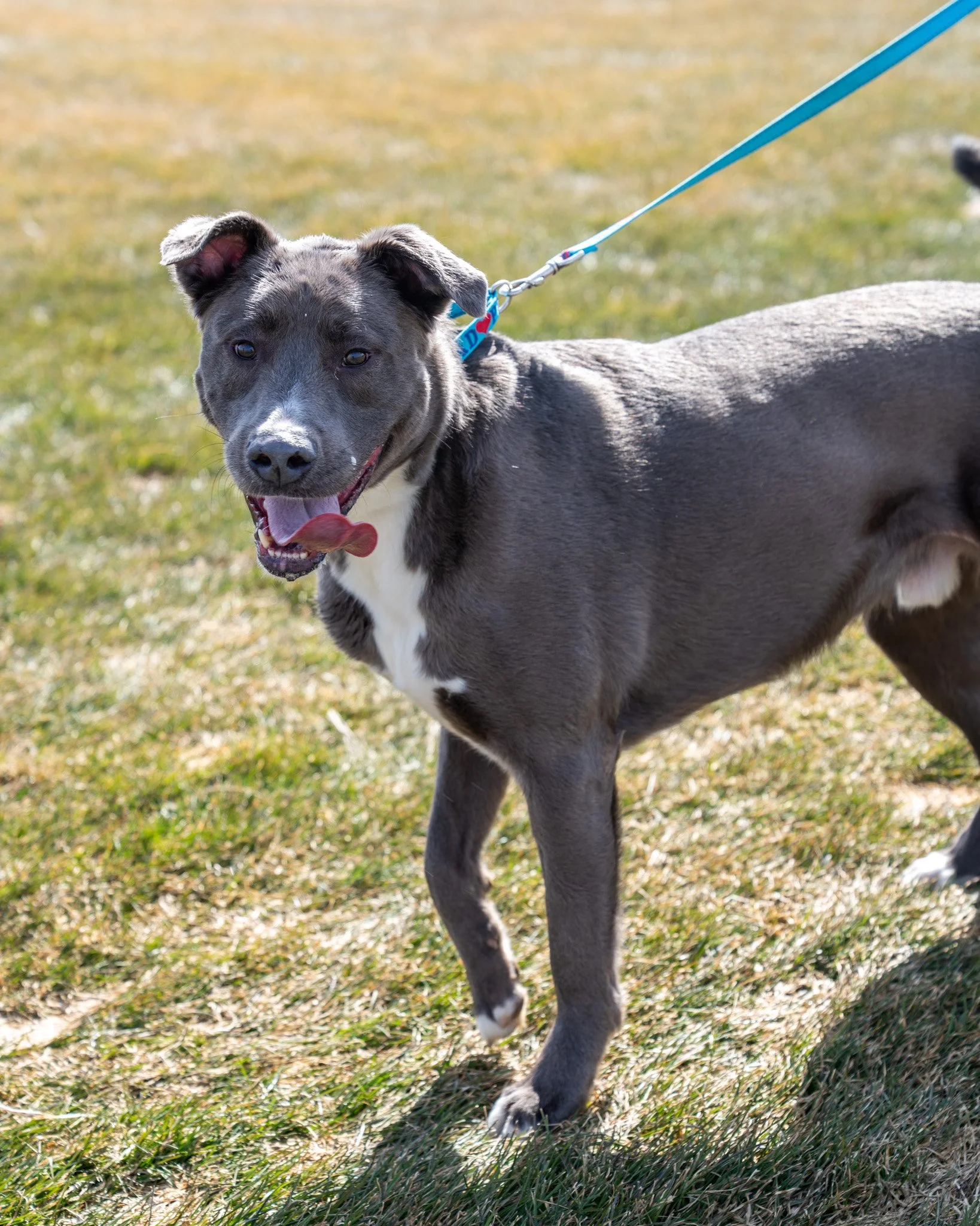 💙 Arlo 💙
Arlo boy is a 2-year-old, 59-pound American Bulldog Mix who came to the shelter when his owners unfortunately split and neither could care for their pets. He is a loving, goofy, and energetic boy! He loves getting outside for playtime and 