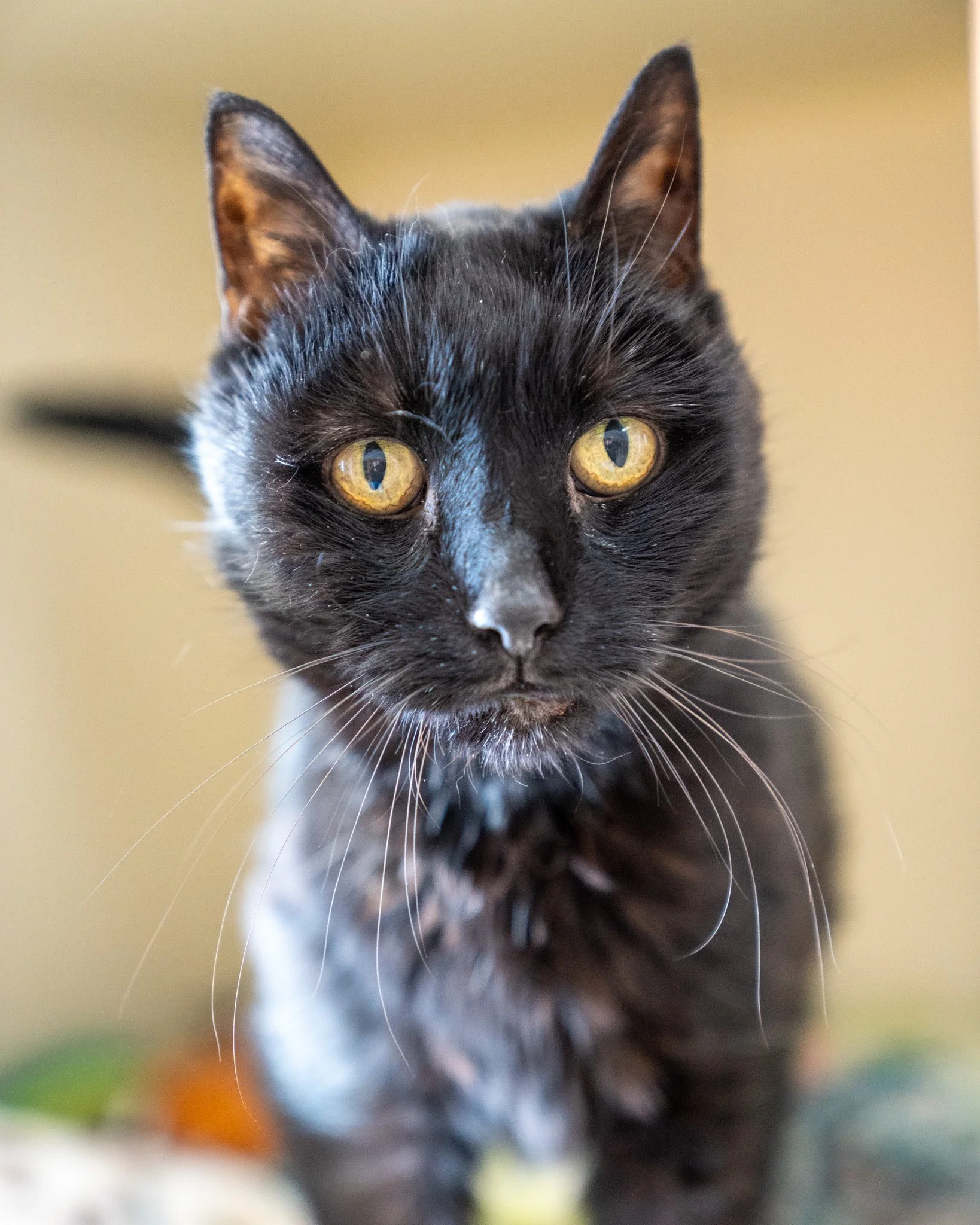 ❤ Senior Sunday with Teebees ❤
Meet Teebees, the sweetest, cutest old gal you&rsquo;ve ever seen! She is an estimated 8-year-old Domestic Shorthair cat weighing in at 7 pounds. Teebees came to our shelter as a stray after approaching a kind stranger'