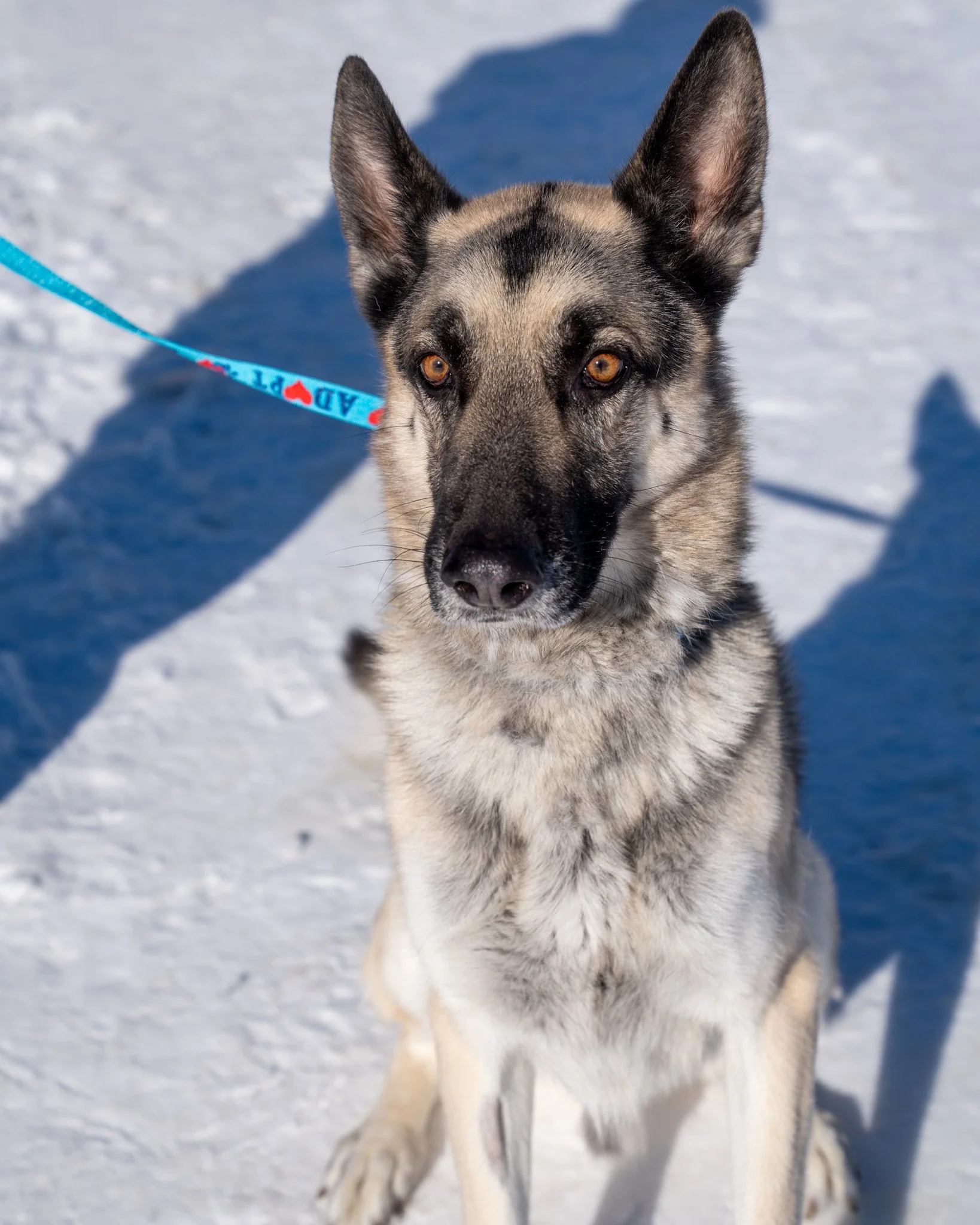 😻 Kepler 😻
Introducing the wonderful Kepler! This guy is a 6-year-old, 70-pound German Shepherd mix who is so goofy, smart, and loving. His previous owners truly loved him, but unfortunately they lost their home and could no longer afford his medic
