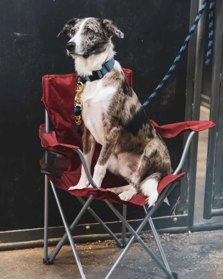 ✨ Sunday Success Story ✨

"Colt, formerly adopted as &ldquo;Buck!&rdquo; I got him November of 2024 and he became my best friend over night. He was shy, meek, and mild when I first met him, but the second I said he was coming home a switch flipp