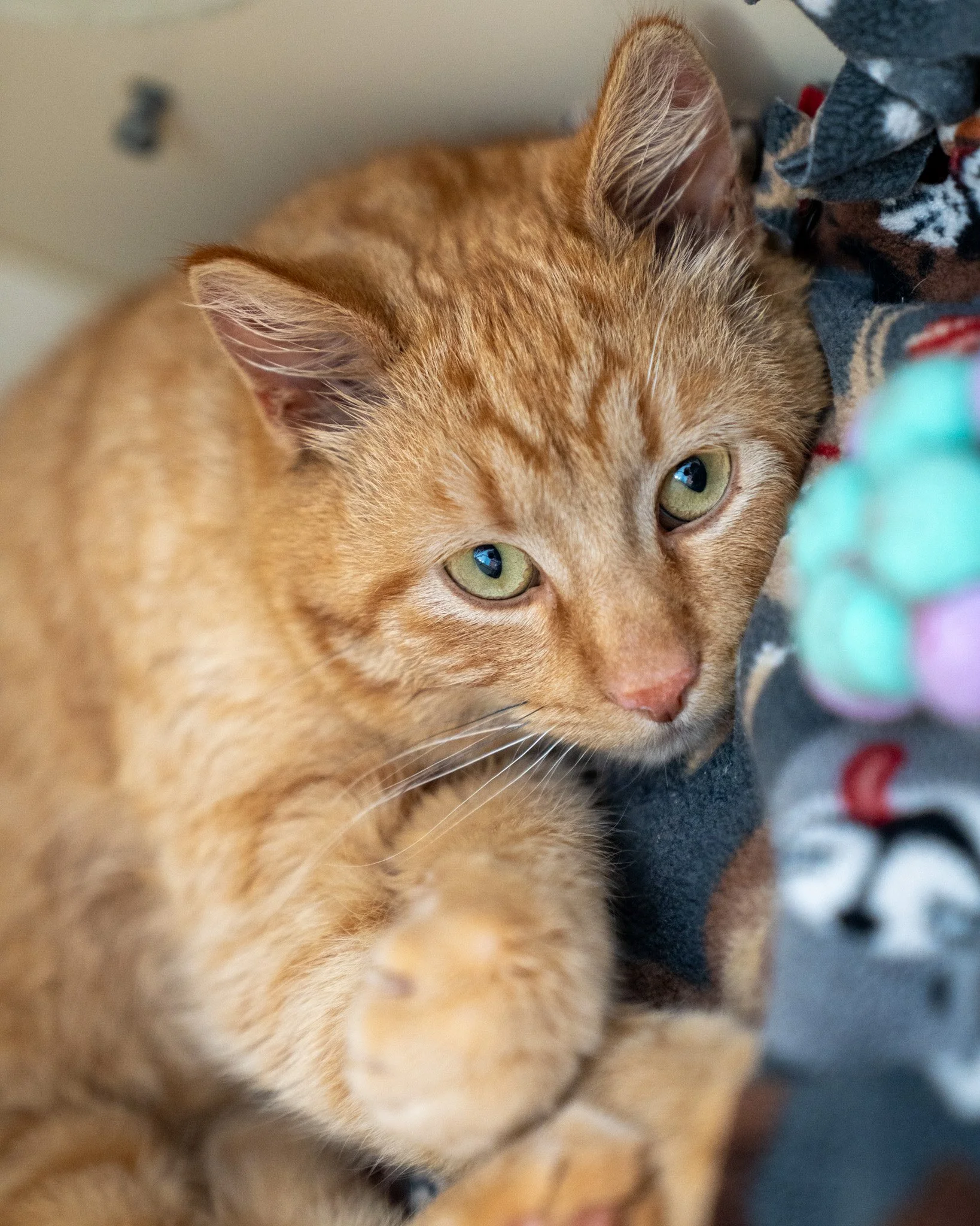 🧡 Ron 🧡
Ron, or Ronnie when he's being particularly cute, is a 10-month-old, 9.2-pound Domestic Shorthair darling who was surrendered from a farm that had a few too many cats. He's adjusting really well to shelter life, and you can most often find 