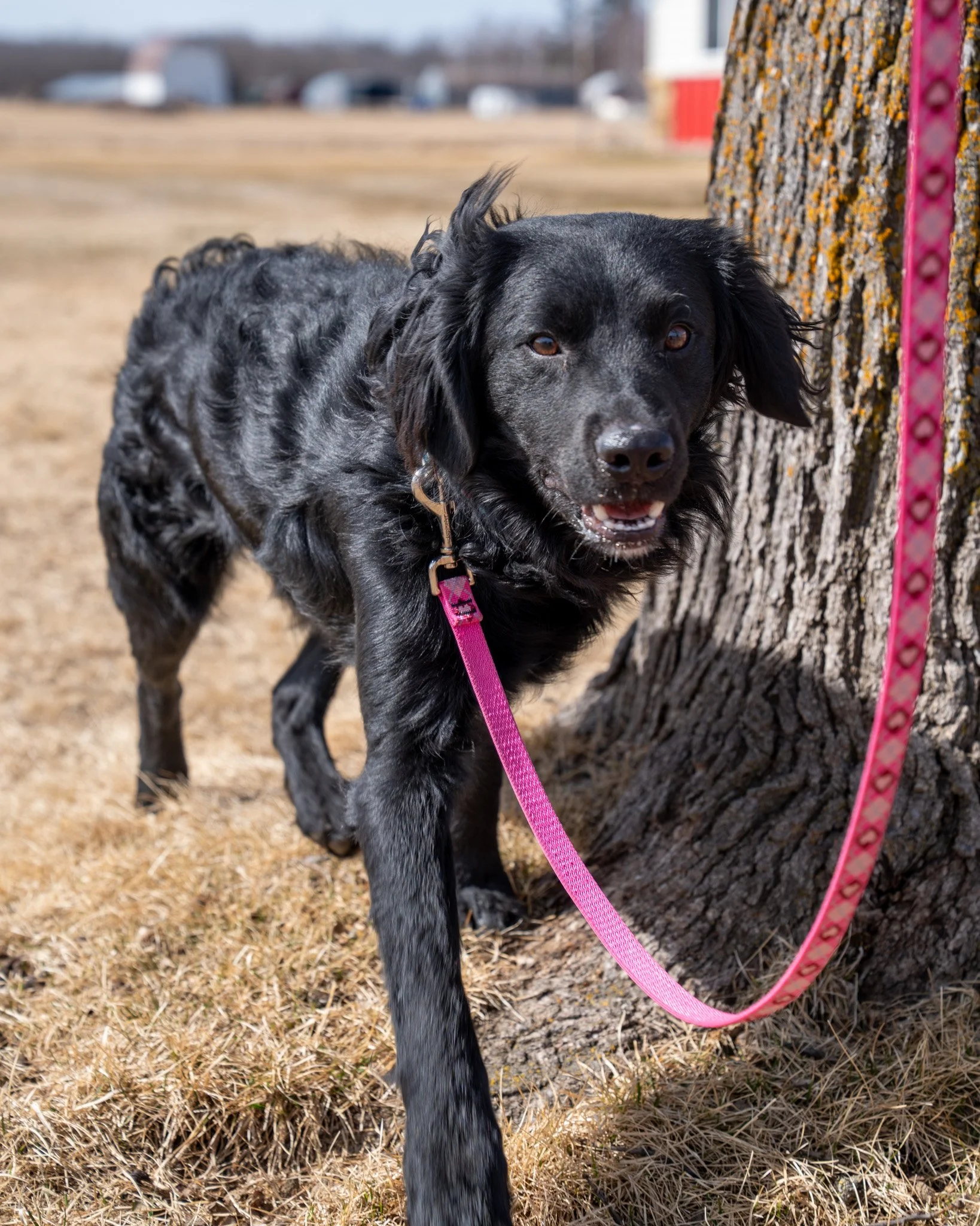 😍 Ricky &amp; Jazmine 😍
This adorable pair arrived at The Babinski Foundation together as strays. They are estimated to be 3 years old and both weigh approximately 45 pounds. We are not sure of their exact breed makeup, so feel free to leave your b