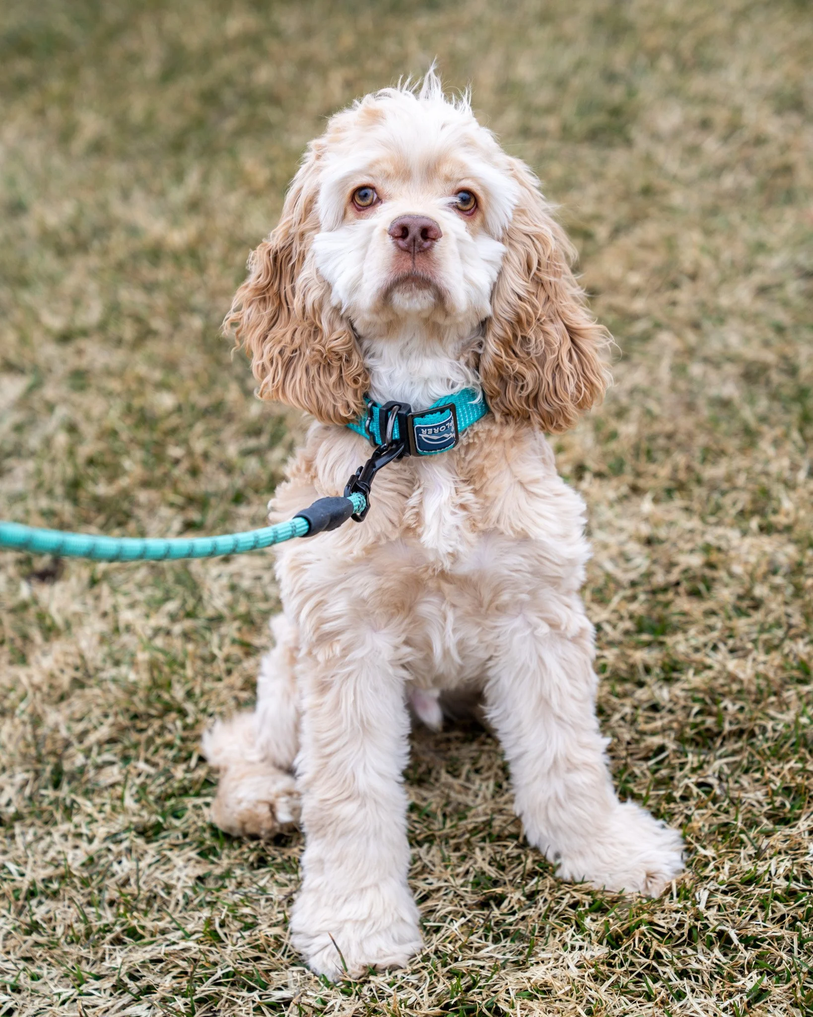 ❤ Blitzen ❤
This sweetheart is a 4-month-old Cocker Spaniel. He grew up in a lovely foster home where he got a head start on his basics and house training. Unfortunately, his foster family couldn't keep him permanently, so he&rsquo;s back on the sear