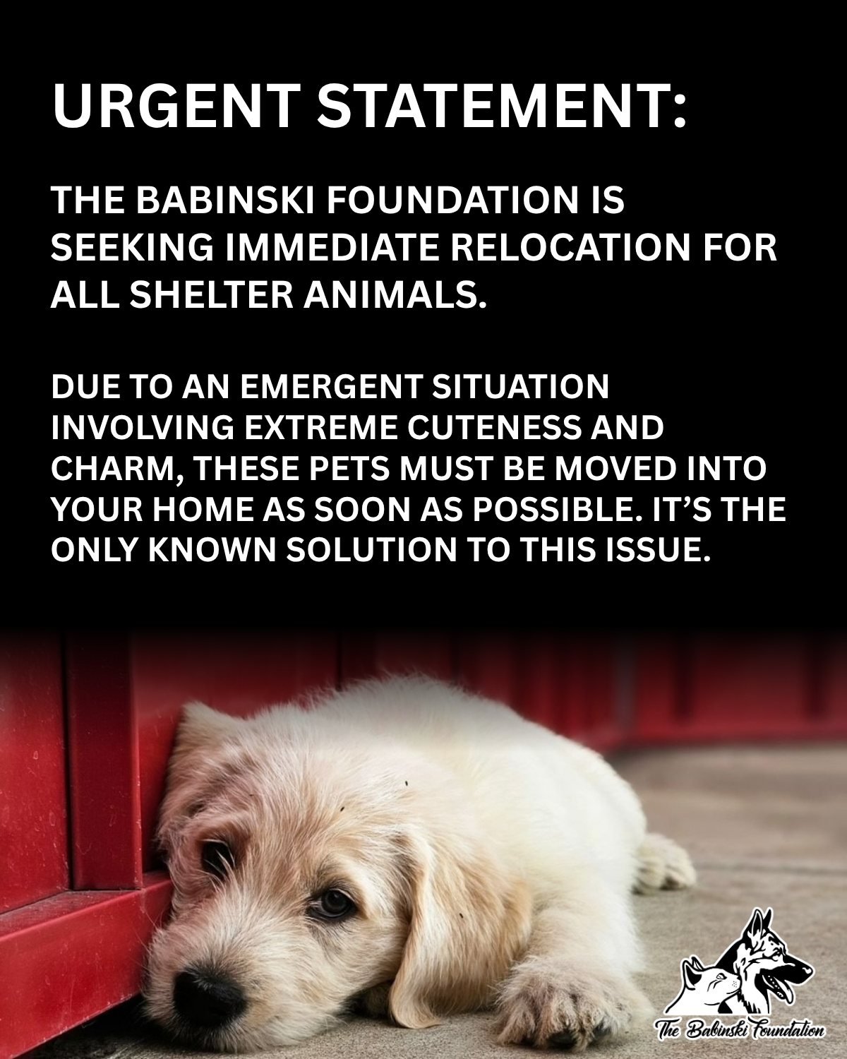 Hehe! Happy April Fools' Day from The Babinski Foundation! 🤡

While this post makes light of the situation, the need for homes is very real. Consider relocating a shelter dog or cat into your home! ❤