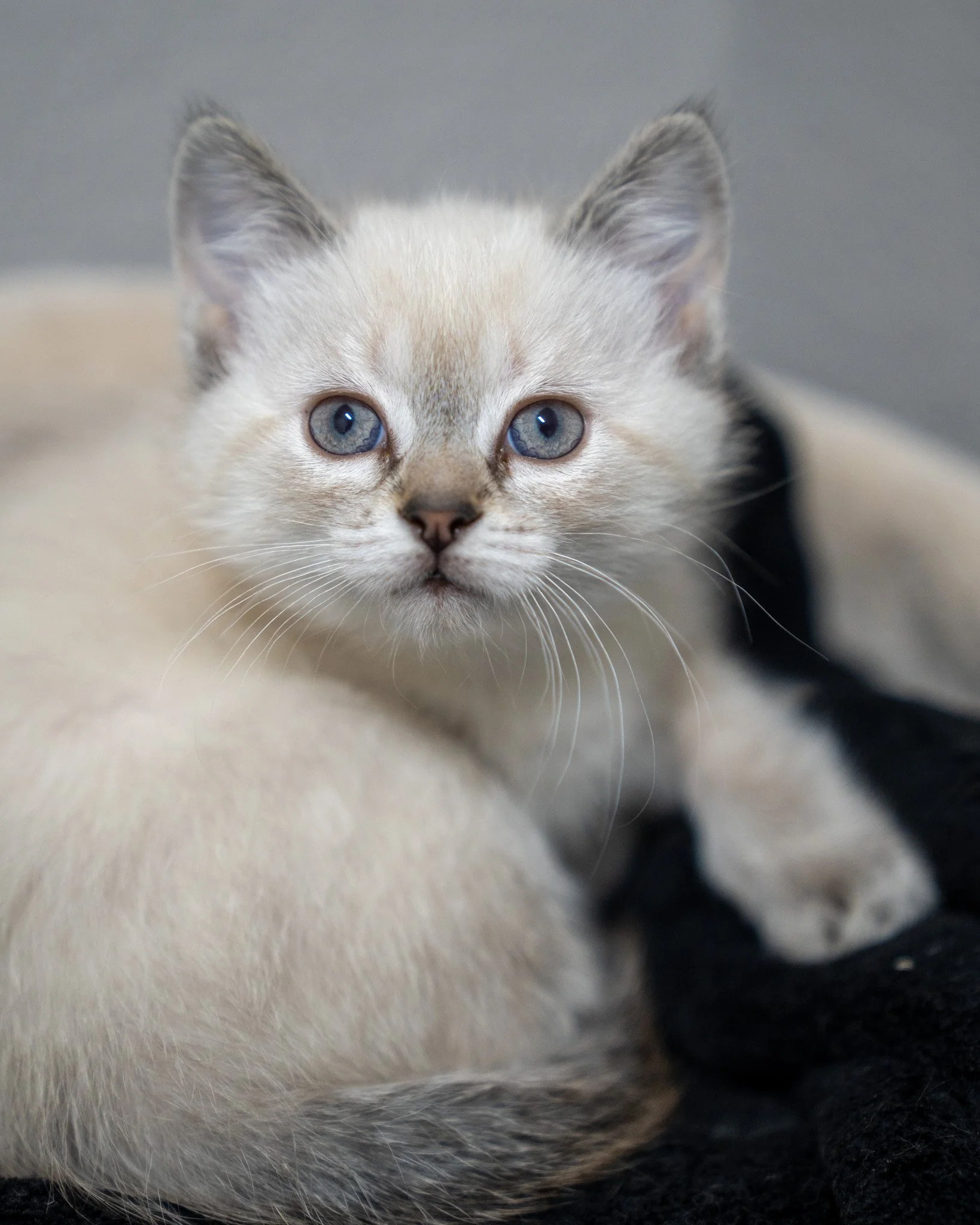 😍 The "P" Kittens 😍

Pictured in order: Panda (F), Peeker (M), &amp; Pongo (M)

Meet the "P" kittens! These 8-week-old Domestic Shorthair babies were born to the sweetest mama and fostered by an equally sweet human. It&rsquo;s n