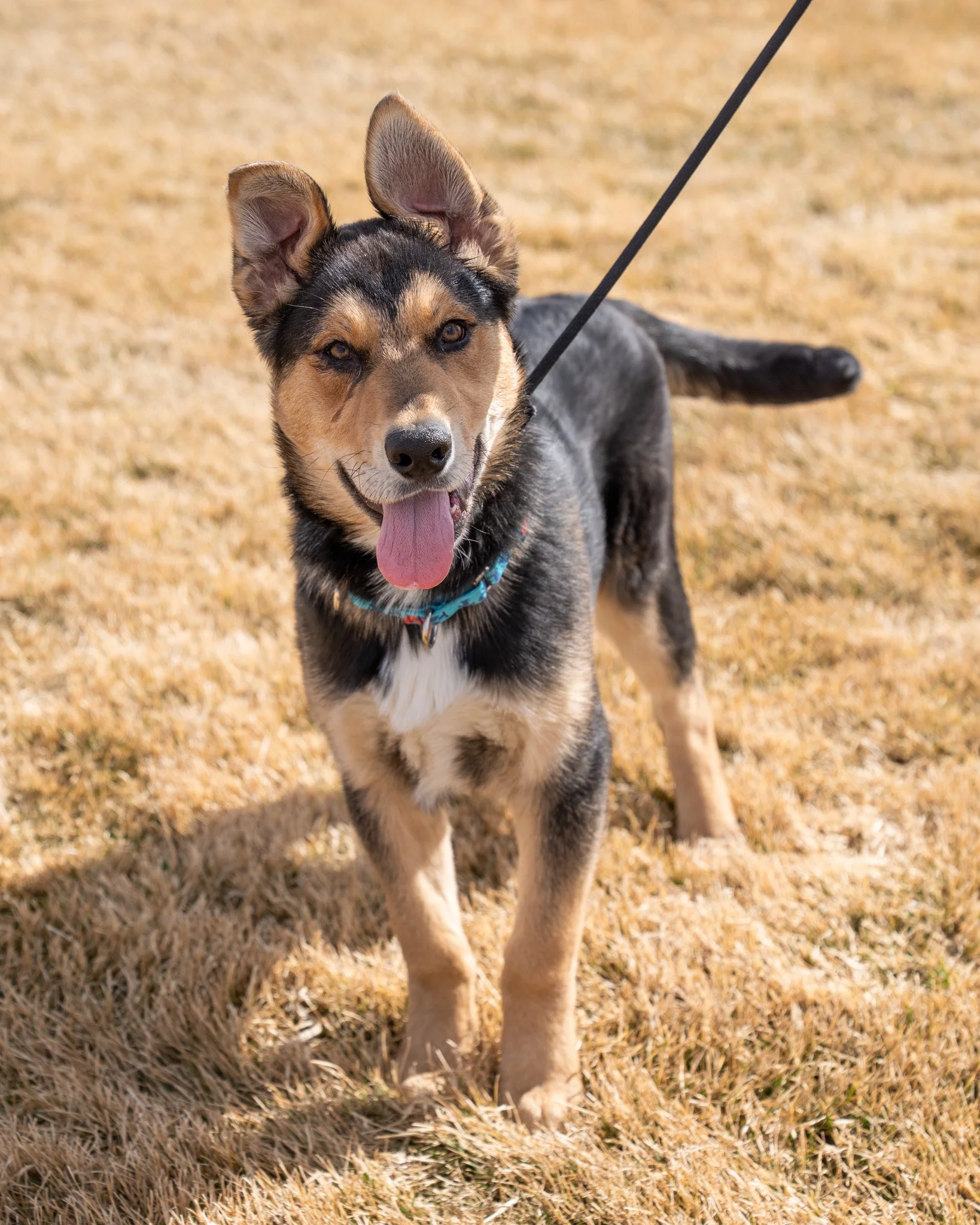 😎 The "K" Pups 😎

Pictured in order: Kurt, Keller, &amp; Kermit

These handsome five-month-old mixed breed puppies are calling to you!! They were surrendered to the shelter due to a difficult living situation, where unfortunately, they ju