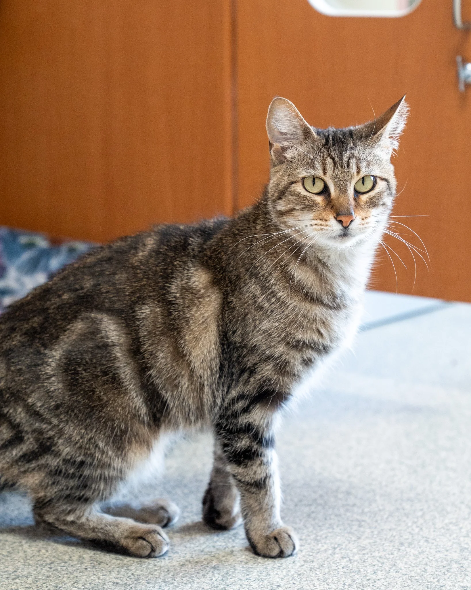 🌹 Rose 🌹
This beautiful gal is a 5-year-old, 6.5-pound Domestic Shorthair cat! Rose arrived at the shelter alongside other cats and dogs after their owner fell on very difficult times and was not able to provide proper care for her animals.

It too