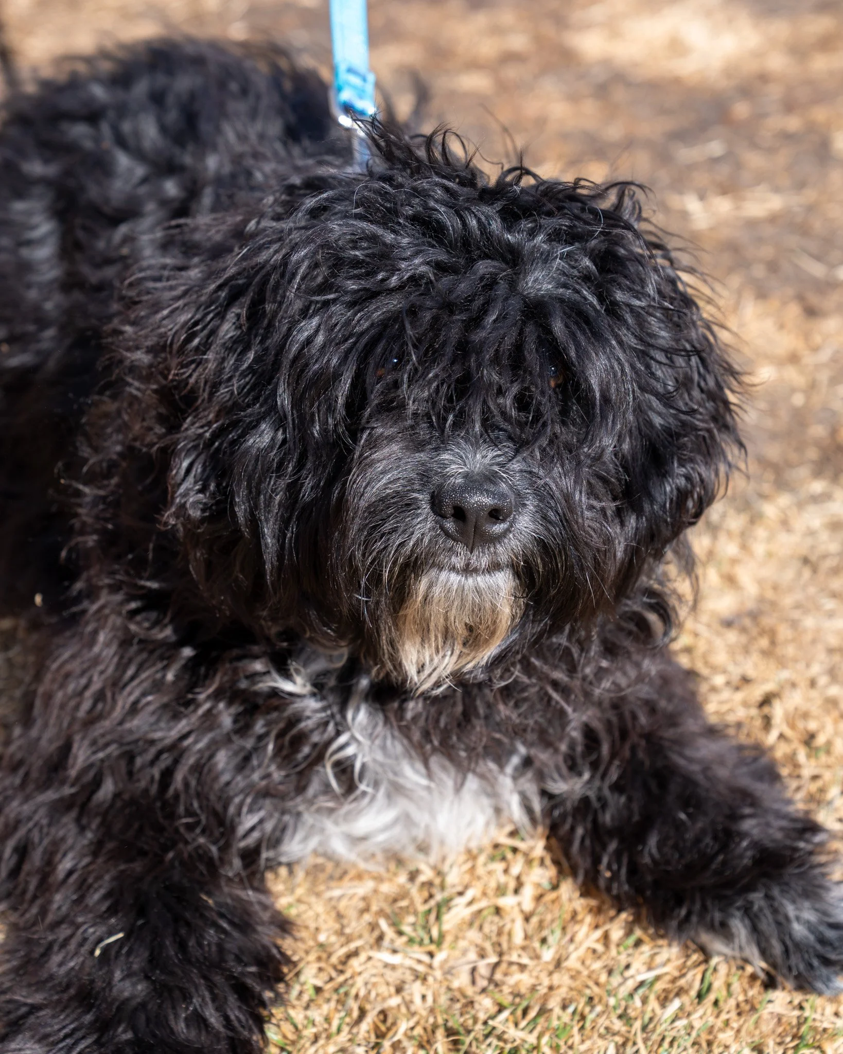🤓 Einstein 🤓
We&rsquo;ve got a genius on our hands! If you take Einstein home, we&rsquo;ll have two, because adopting this boy is the smartest thing you&rsquo;ll ever do. This 8-month-old, 33-pound mixed breed has a serious case of the wiggles. Whe