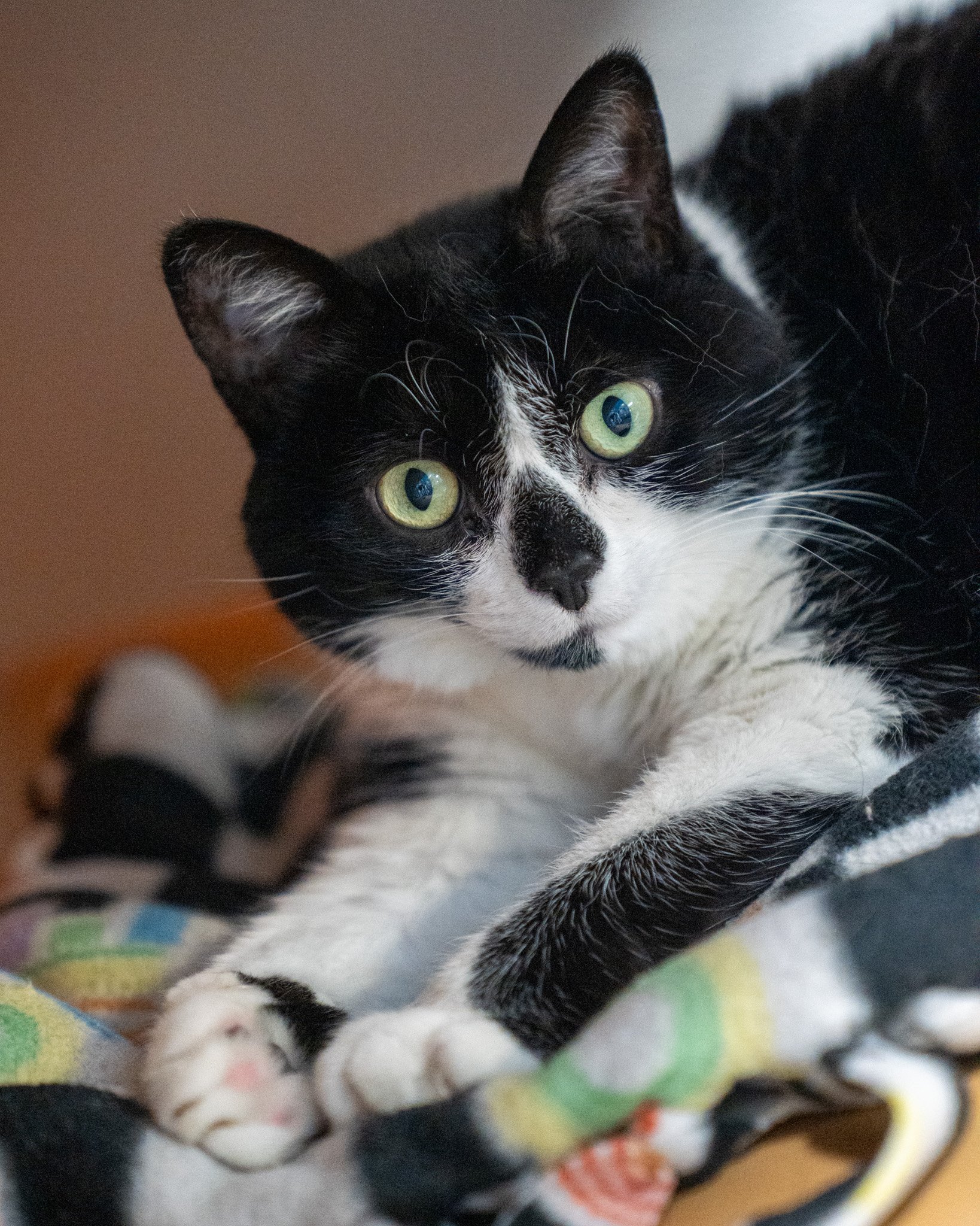 😸 Maya 😸
Meet Maya, an adorable two-year-old Domestic Shorthair with the sweetest triangle nose! This 12.3-pound darling embodies all your favorite cat qualities: she's gentle, cuddly, and playful.

Maya loves nothing more than to relax in your arm