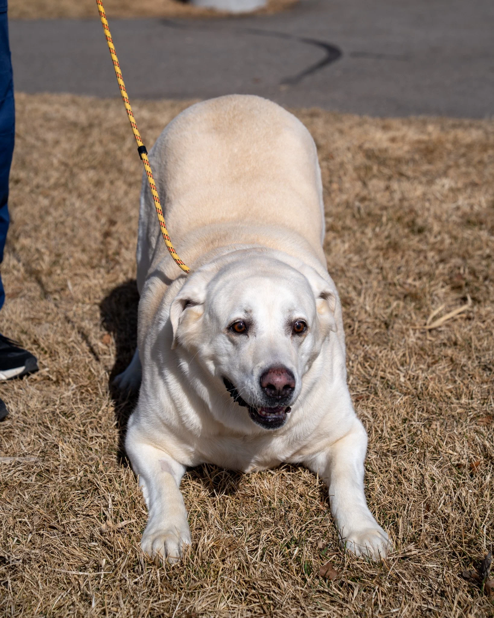☺️ Cisco ☺️
Meet Cisco! This guy is an eight-year-old, 147-pound Labrador Retriever who loves ice cream and is scared of vacuum cleaners! As you can see, he&rsquo;s a bit chunky, but he likes to think that just means there's more of him to love. Cisc