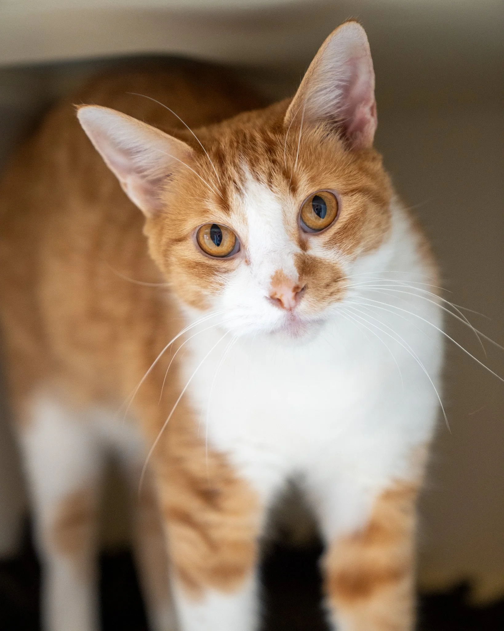 💥 Sparky 💥
This guy might have just sparked an idea: it&rsquo;s time to adopt a cat! Sparky is a 5-year-old, 11.8-pound Domestic Shorthair cat who just might be the perfect match for you. Having been surrendered from a home with several friendly ca