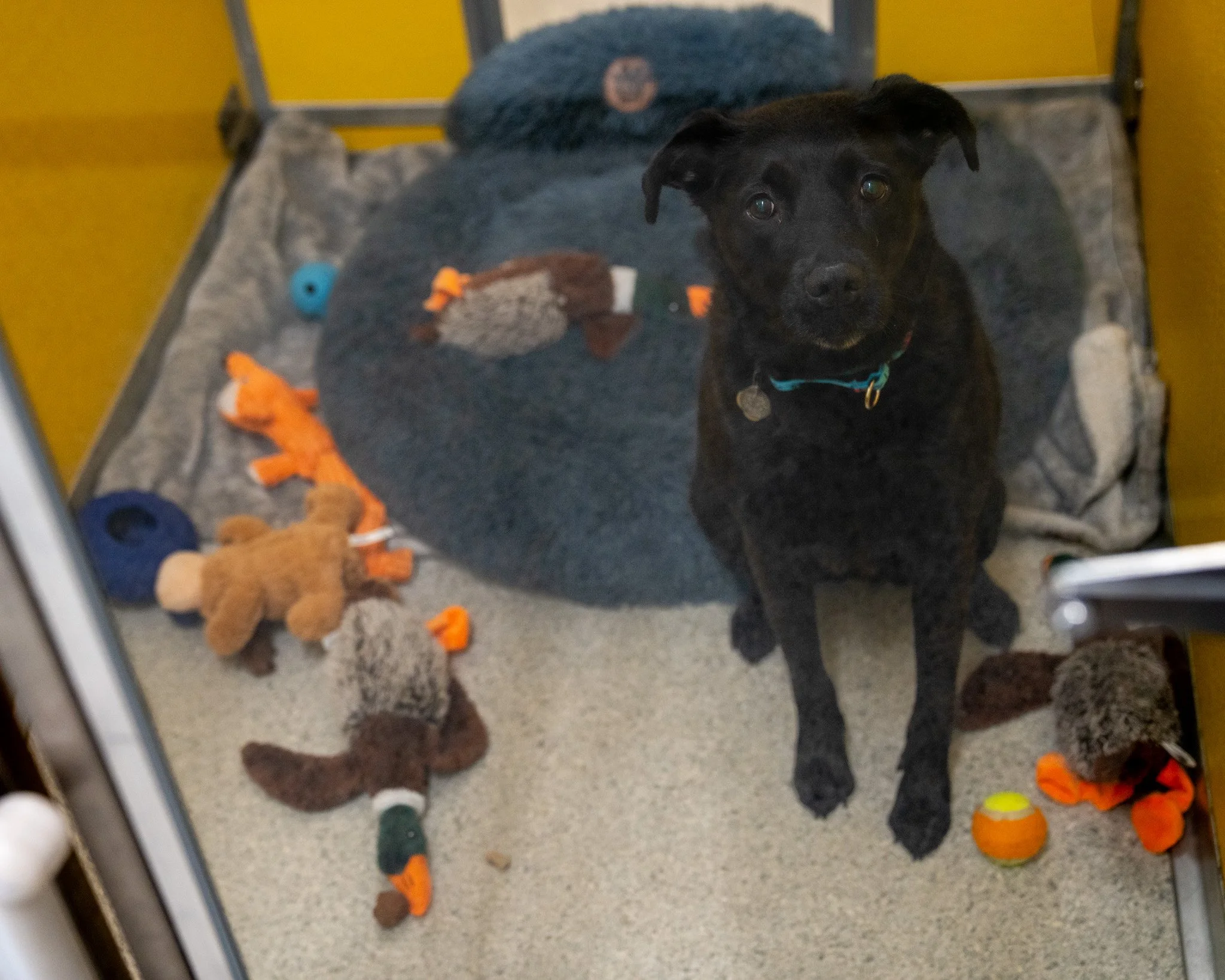 Surrendering a pet is a heartbreaking experience for both an animal and their owner. When Leia&rsquo;s family asked if her bed and three favorite duck toys could come along, we were more than happy to oblige. Now she has a few familiar pieces of home