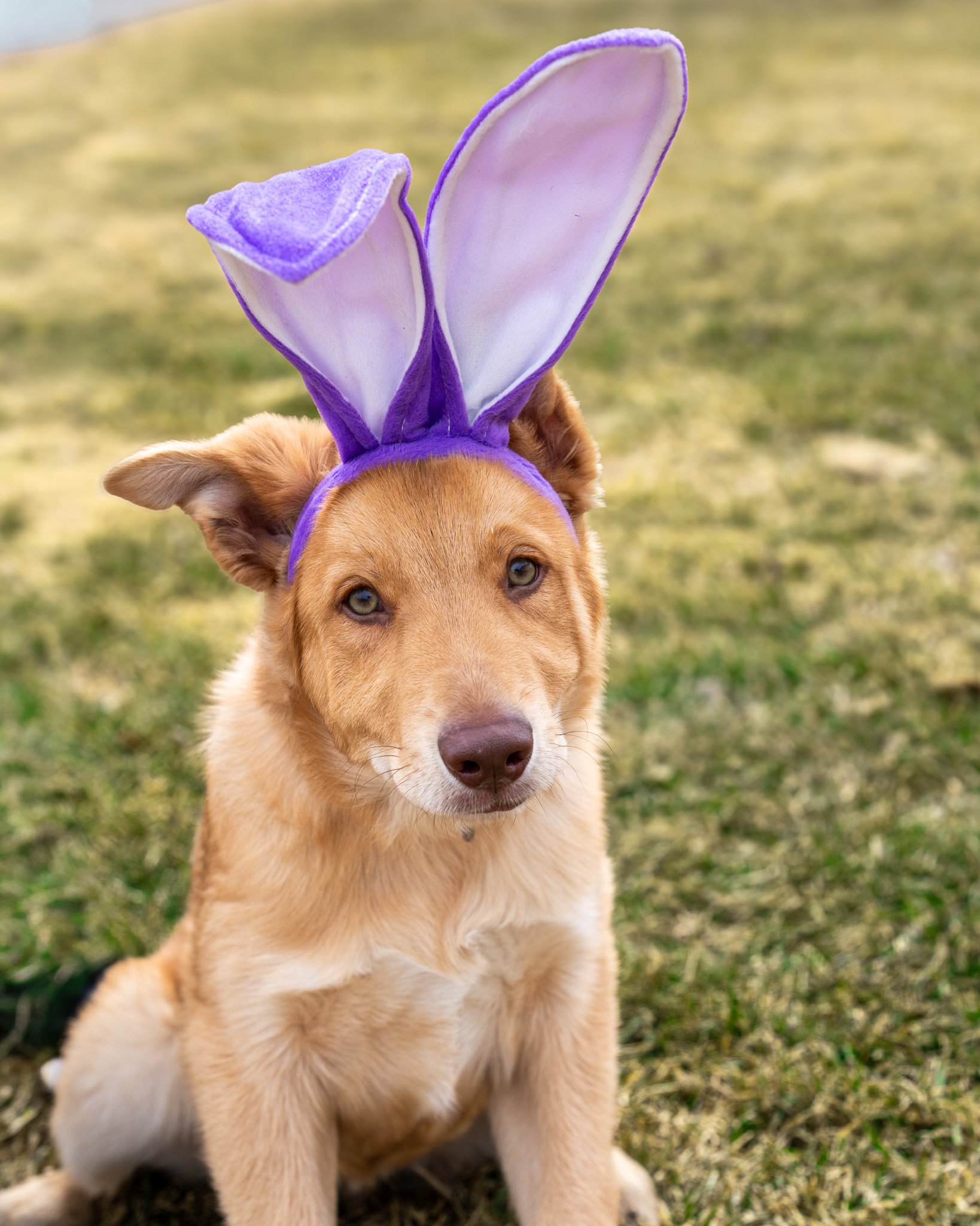🐰 Happy Easter! 🐰
Happy Easter from all of us at The Babinski Foundation! Our staff, volunteers, dogs, and cats hope your day is spent with loved ones, filled with joy, and topped off with a few extra treats for your four legged friends. 🐾🐣

Remi