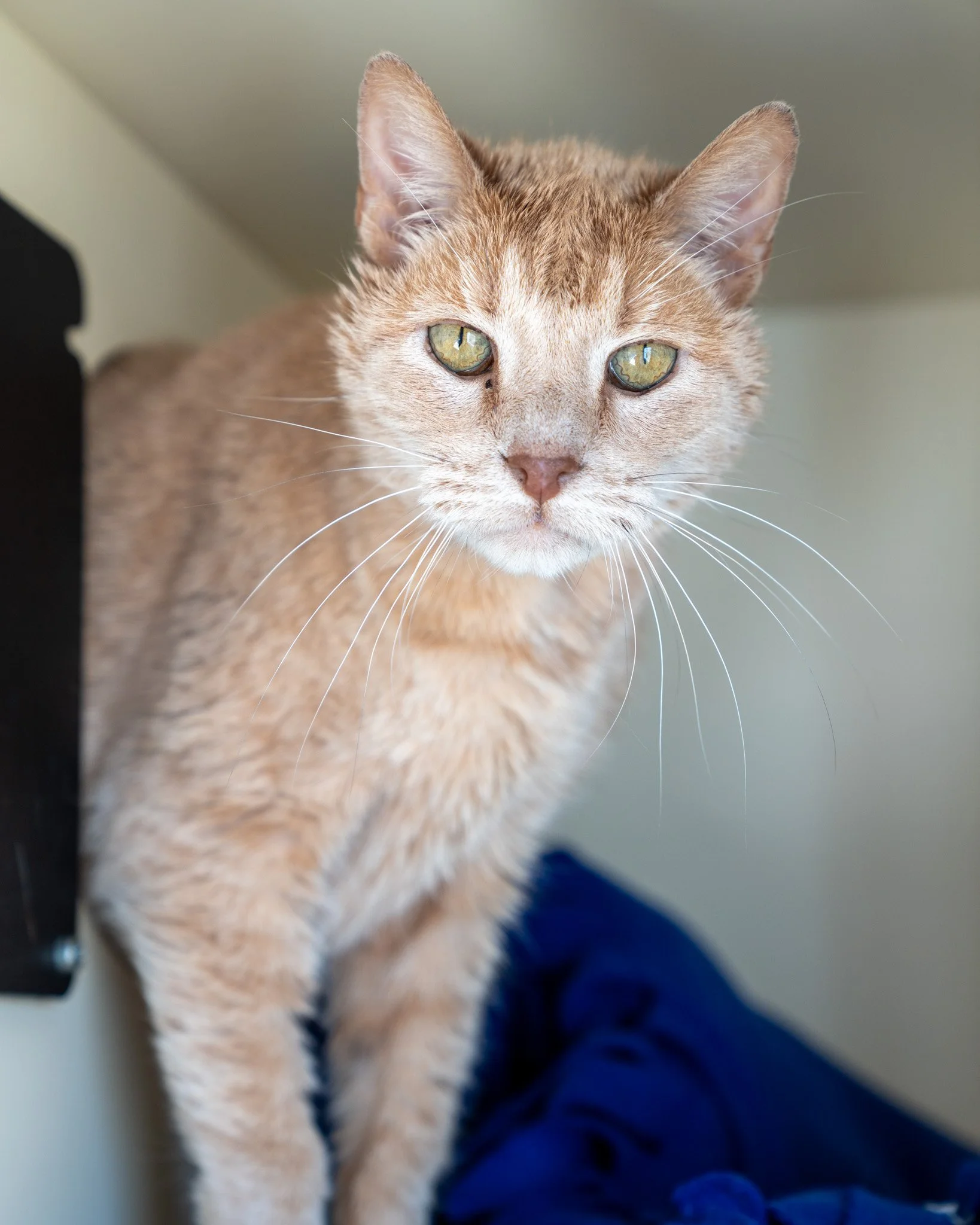 ❤ Senior Sunday with Mister ❤
Mister is a 13-year-old, 11.5-pound Domestic Shorthair senior with striking eyes and such a loving personality. Mister found himself at the shelter after his previous owner was forced to move, and he is now looking for a