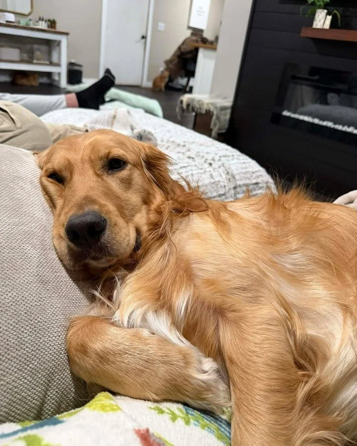 ✨ Sunday Success Story ✨

"When Finn first came into our lives, he had known very little of the world. He had no human contact, was terrified of almost everything, and wouldn&rsquo;t even walk. Simple things&mdash;sounds, movement, new spaces&md